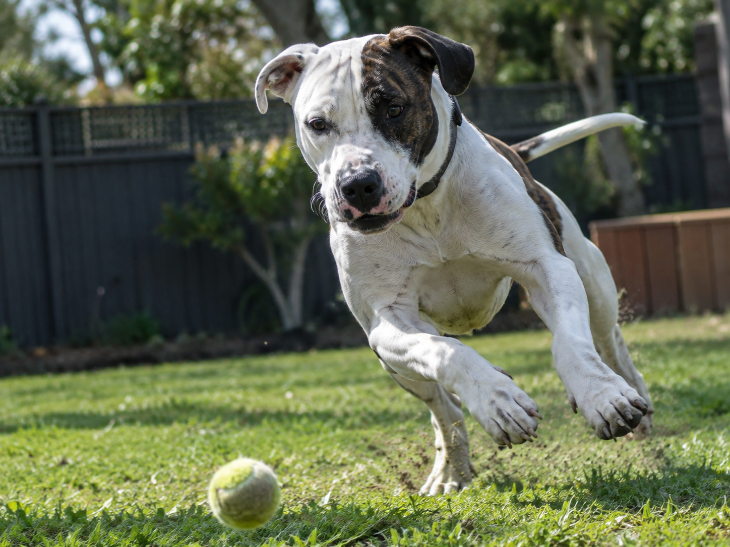 Breed image 2