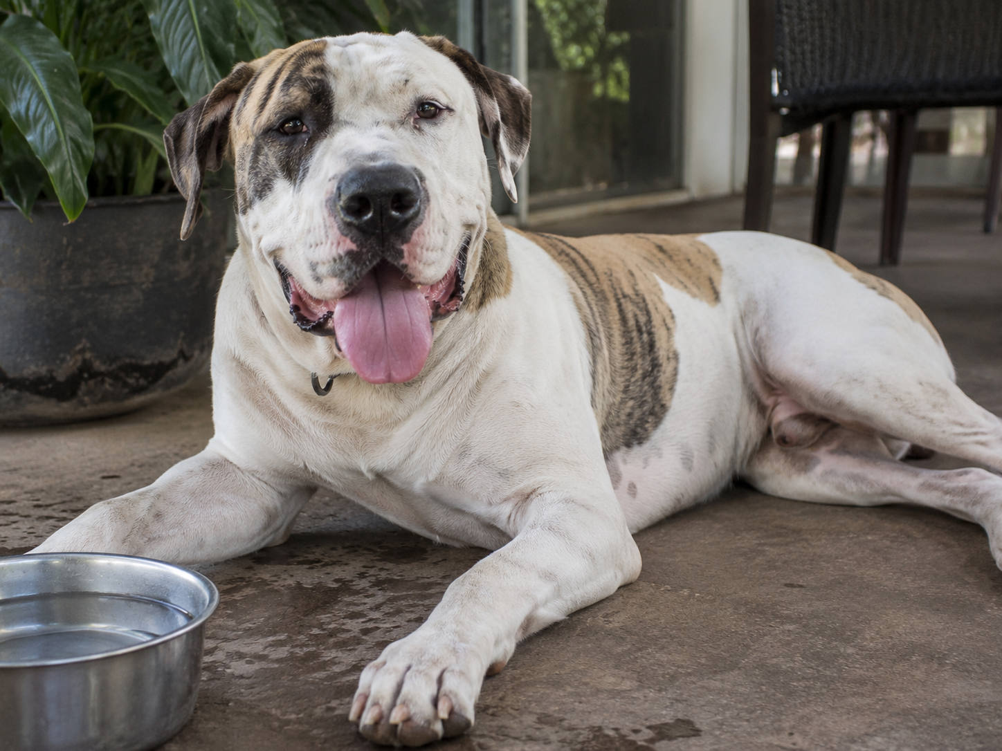 Breed image 5