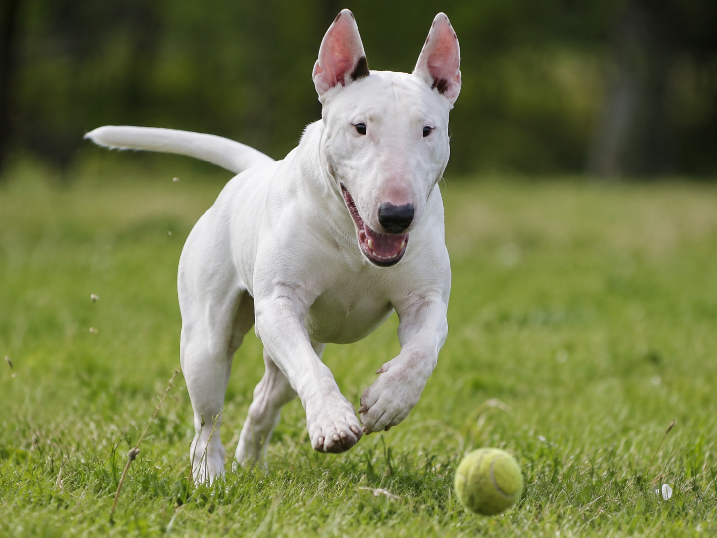 Breed image 1