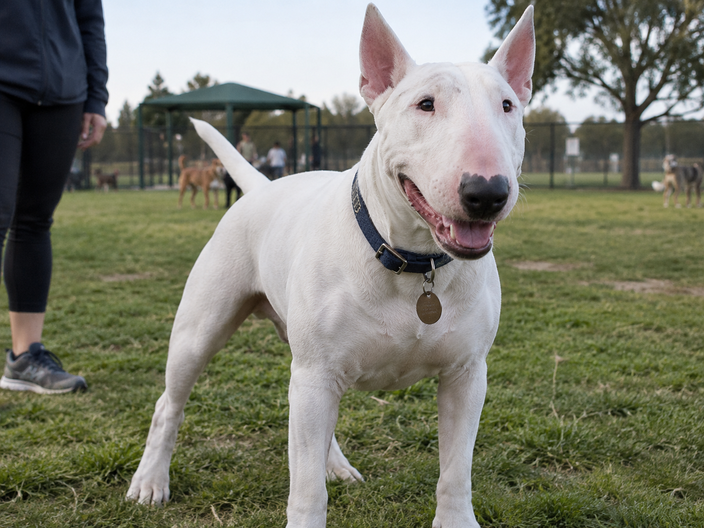 Breed image 3