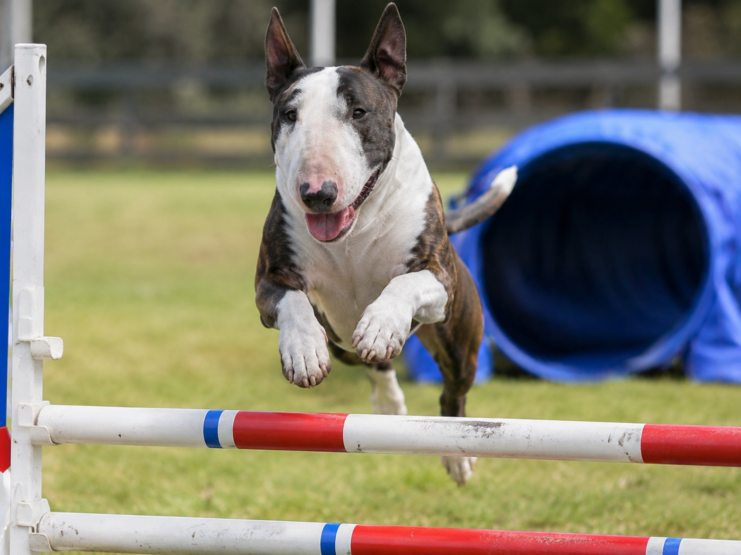 Breed image 4
