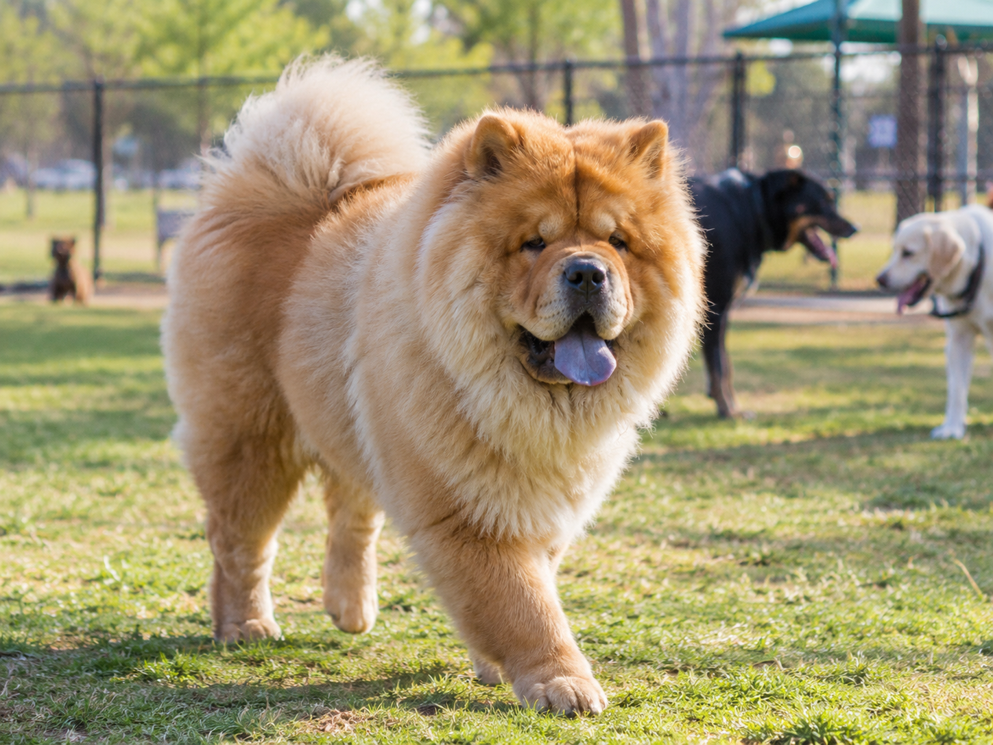 Breed image 4