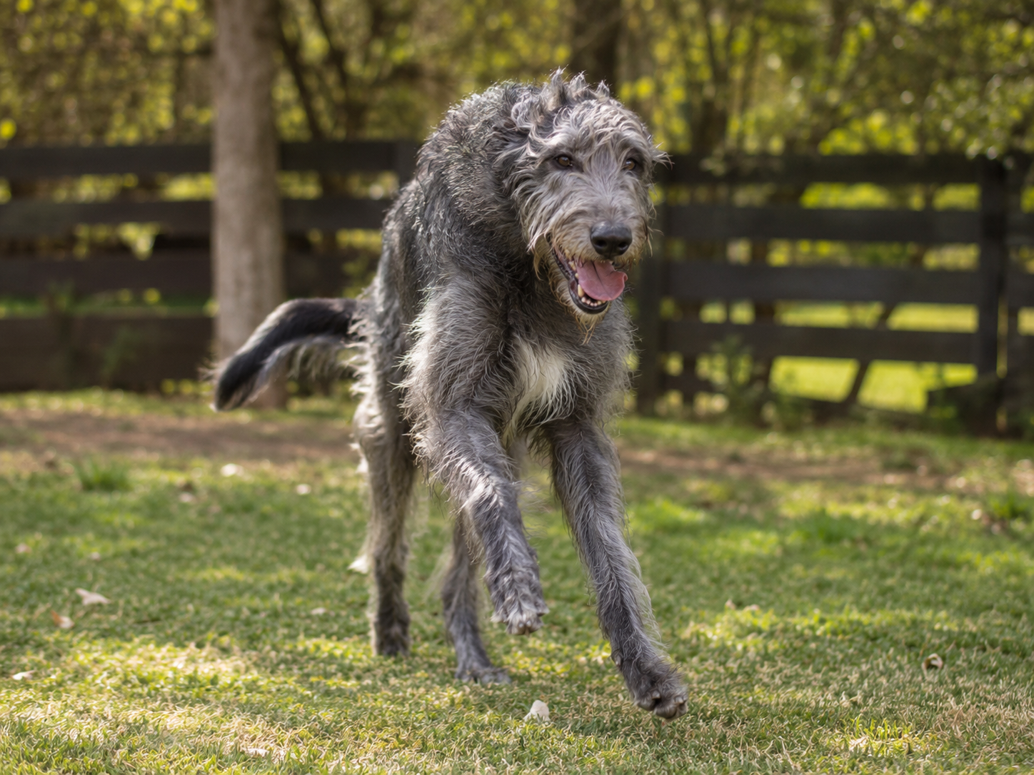 Breed image 2