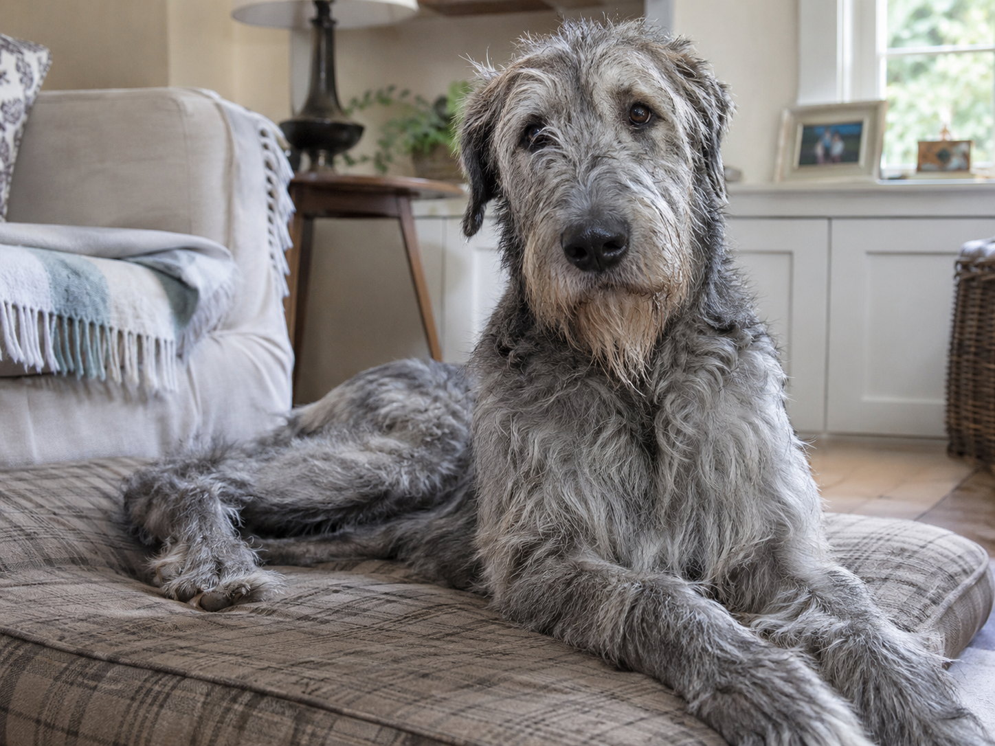 Breed image 5