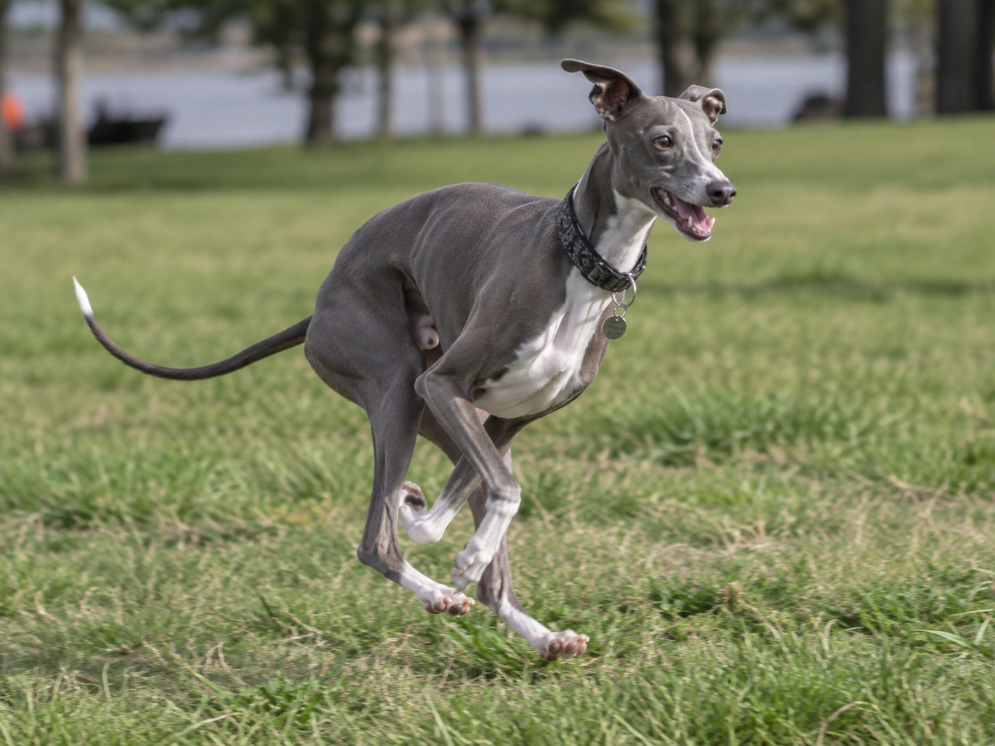 Breed image 2