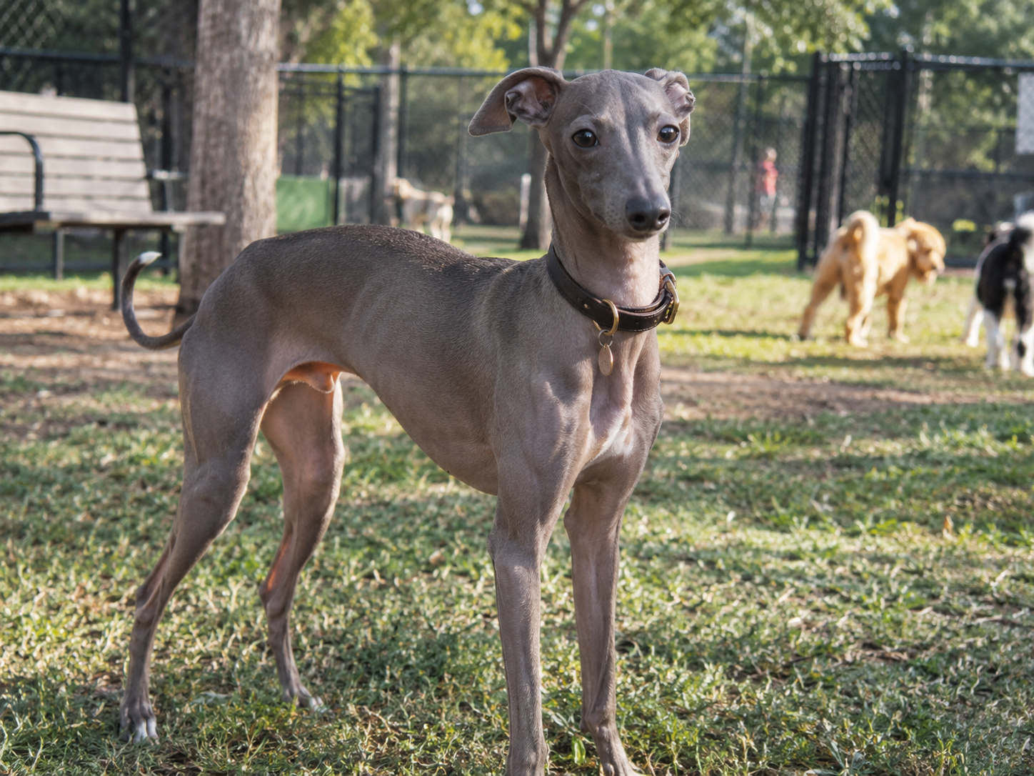 Breed image 4