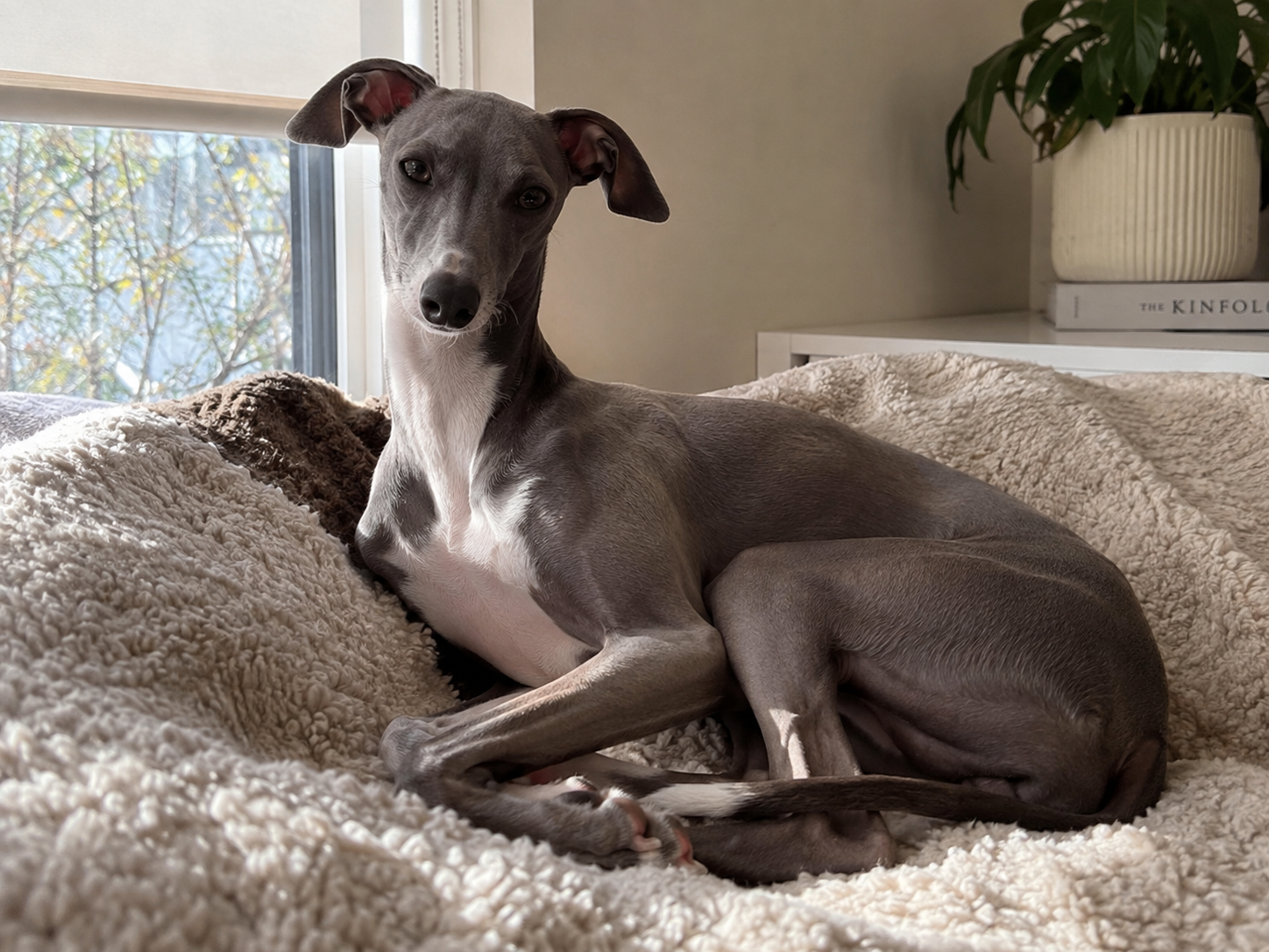 Breed image 5