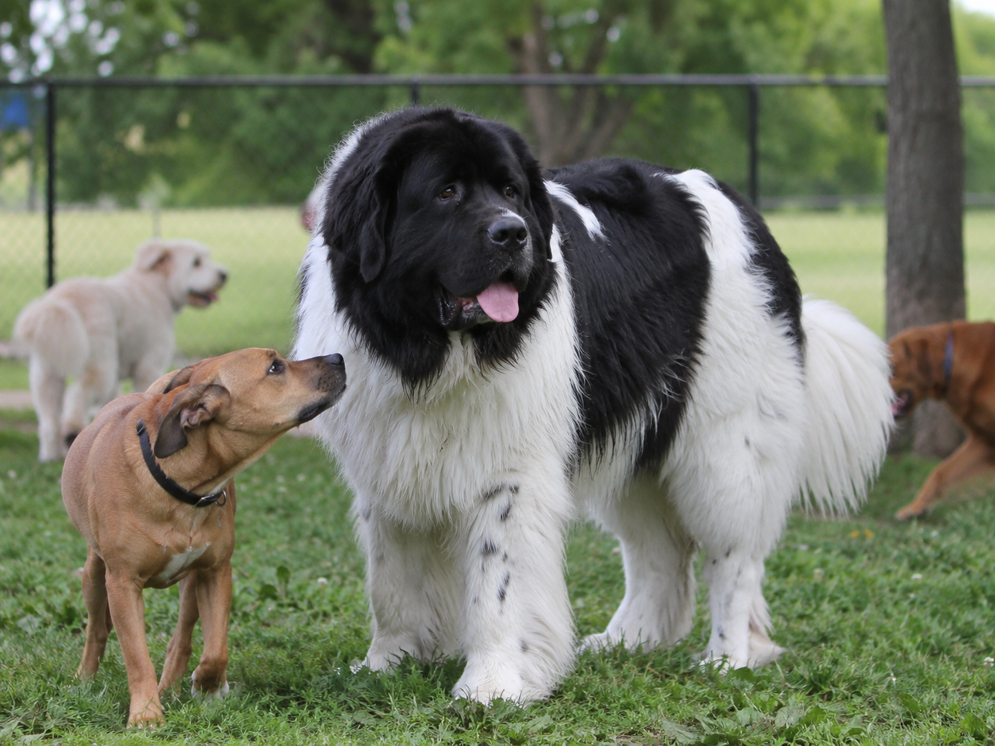 Breed image 4