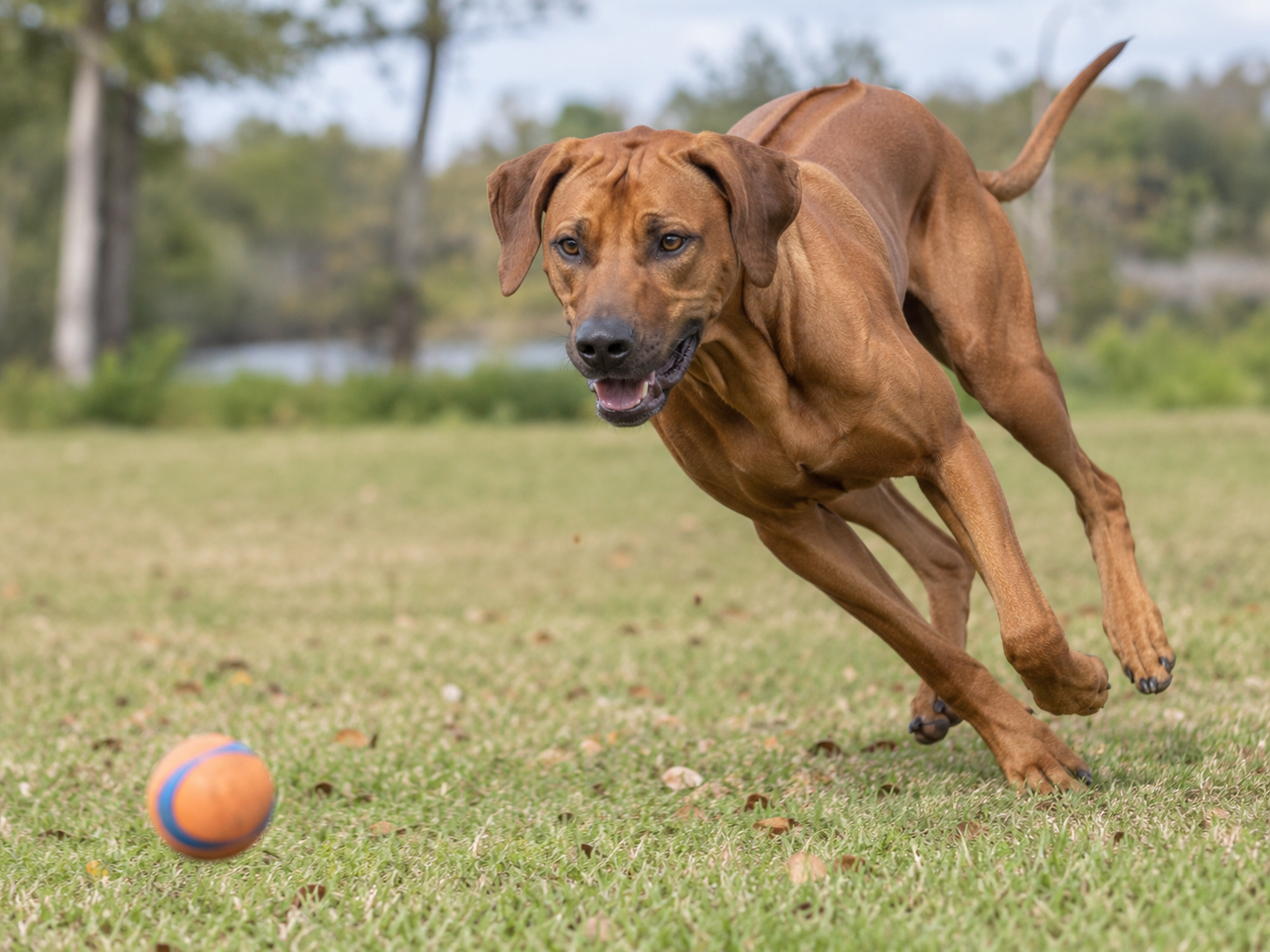 Breed image 2
