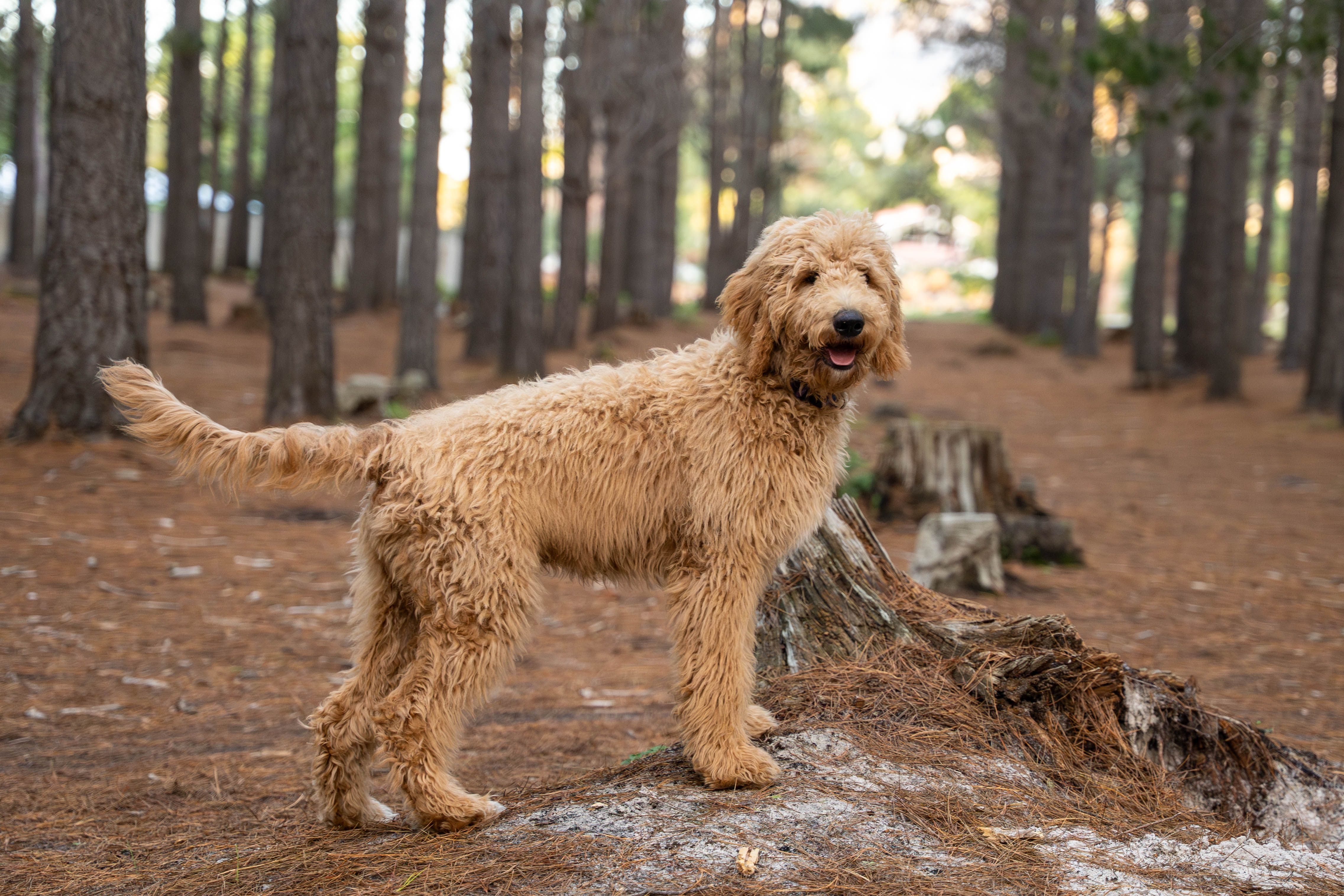 Breed image 1