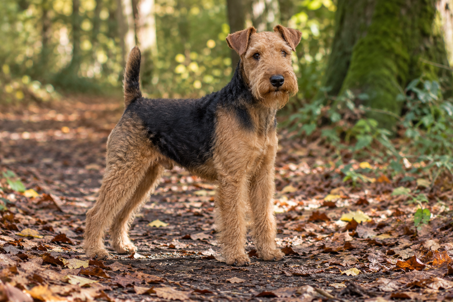 Breed image 4