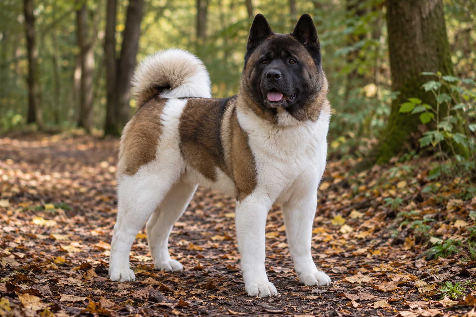 Breed image 4