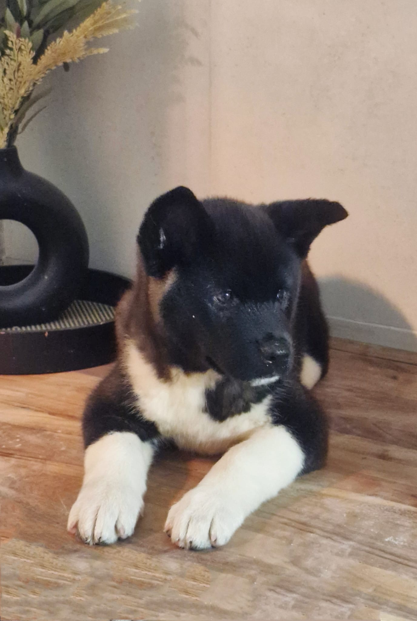 Beautiful purebred American/Japanese Akita puppies ready now! ā photo 4