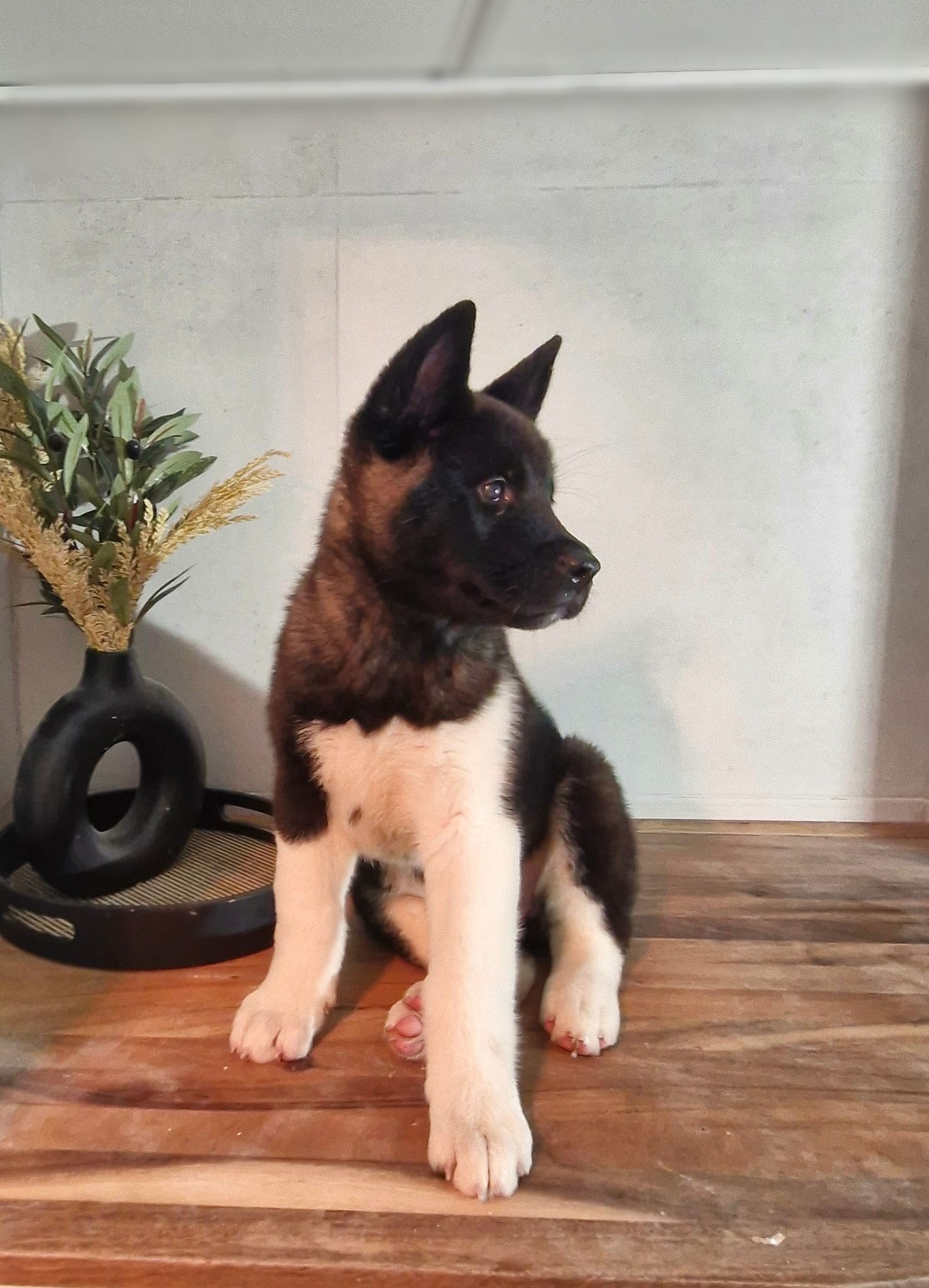 Beautiful purebred American/Japanese Akita puppies ready now!