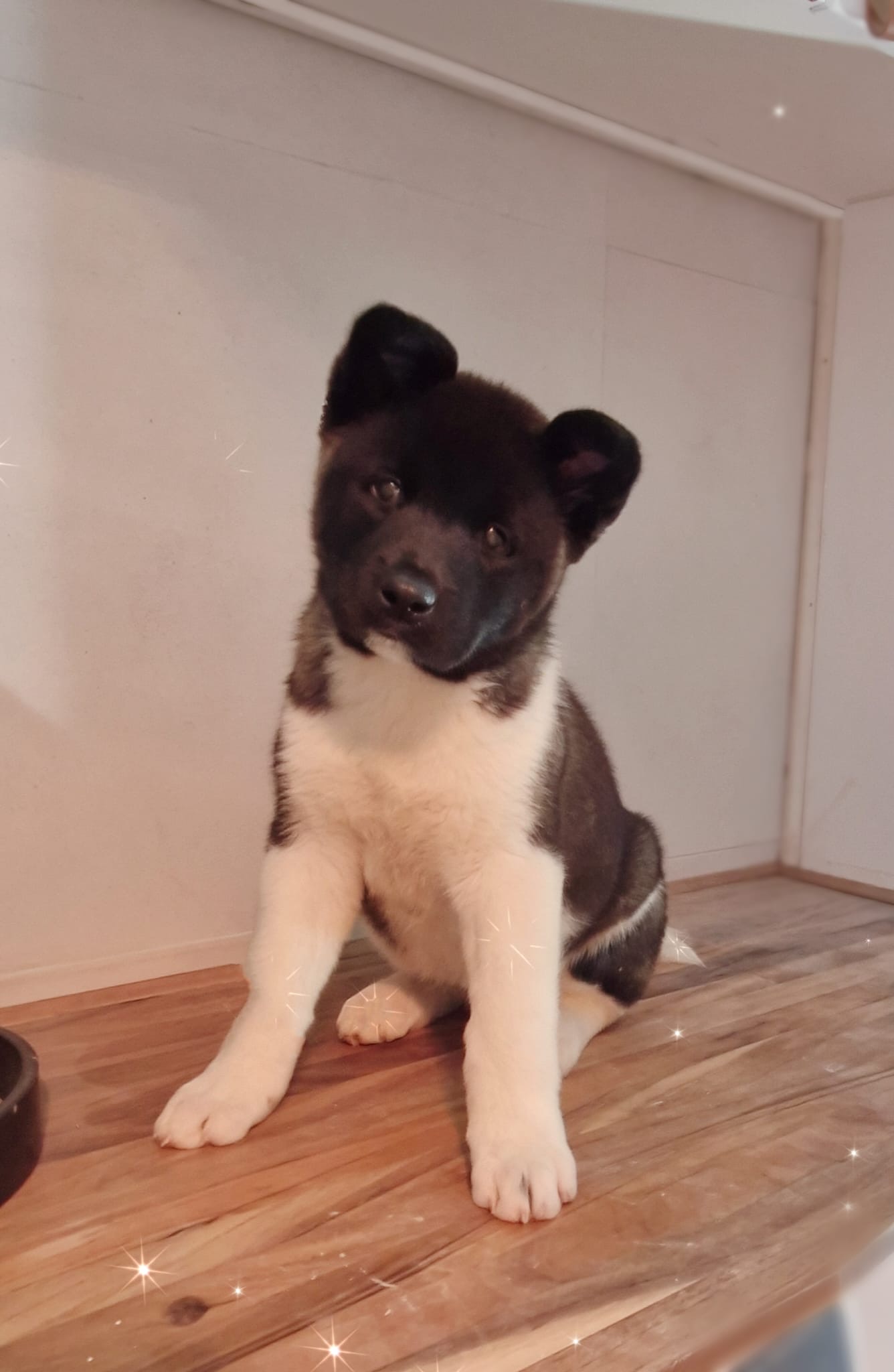 Beautiful purebred American/Japanese Akita puppies ready now! ā photo 6