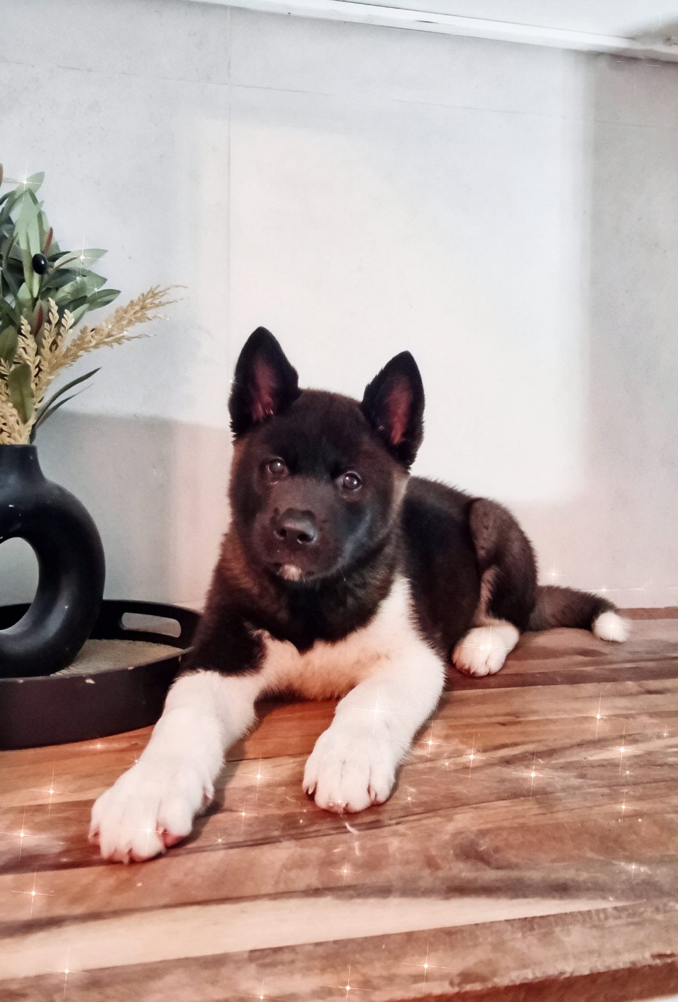 Beautiful purebred American/Japanese Akita puppies ready now! ā photo 3