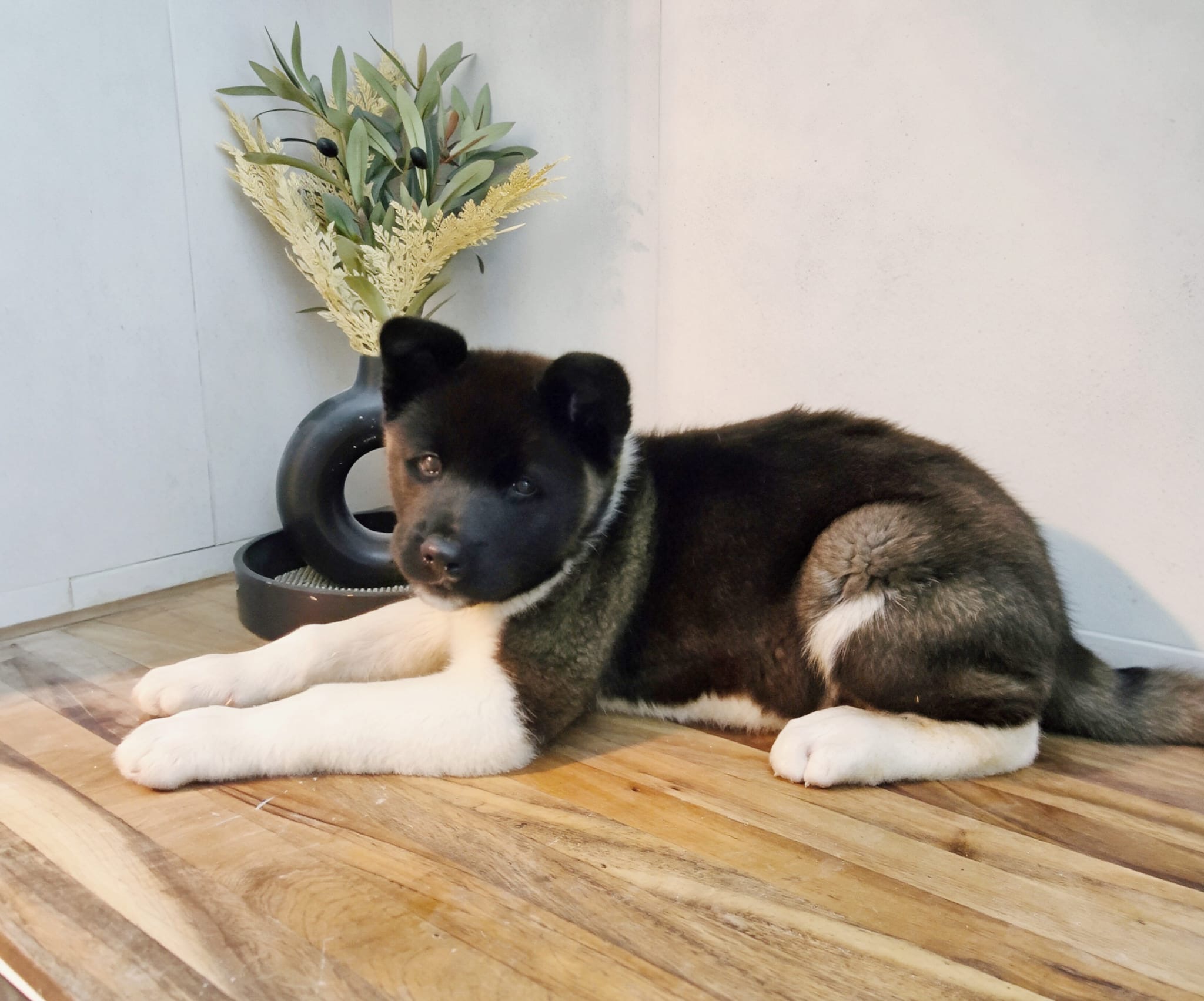 Beautiful purebred American/Japanese Akita puppies ready now! ā photo 5