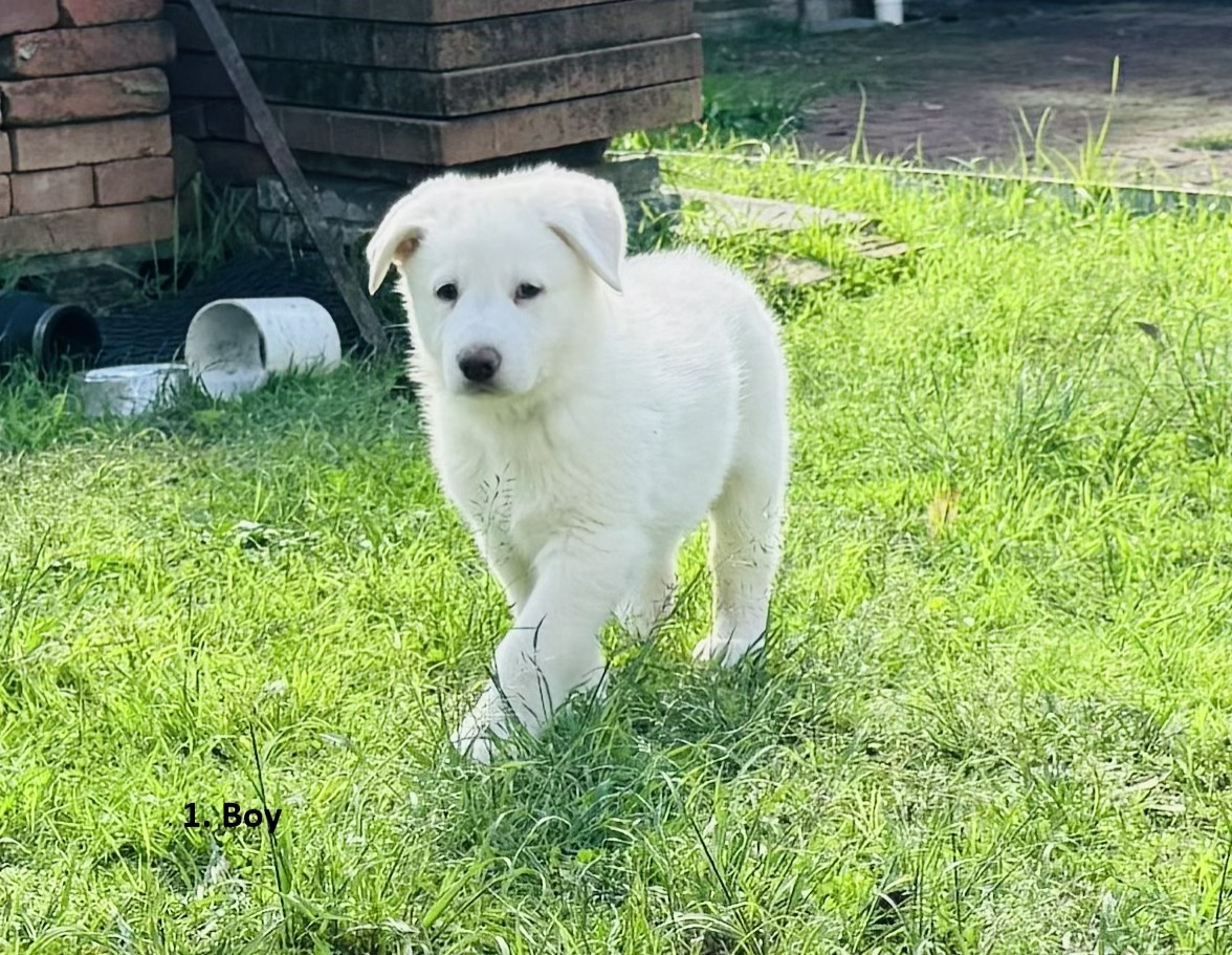 German Shepherd Puppies