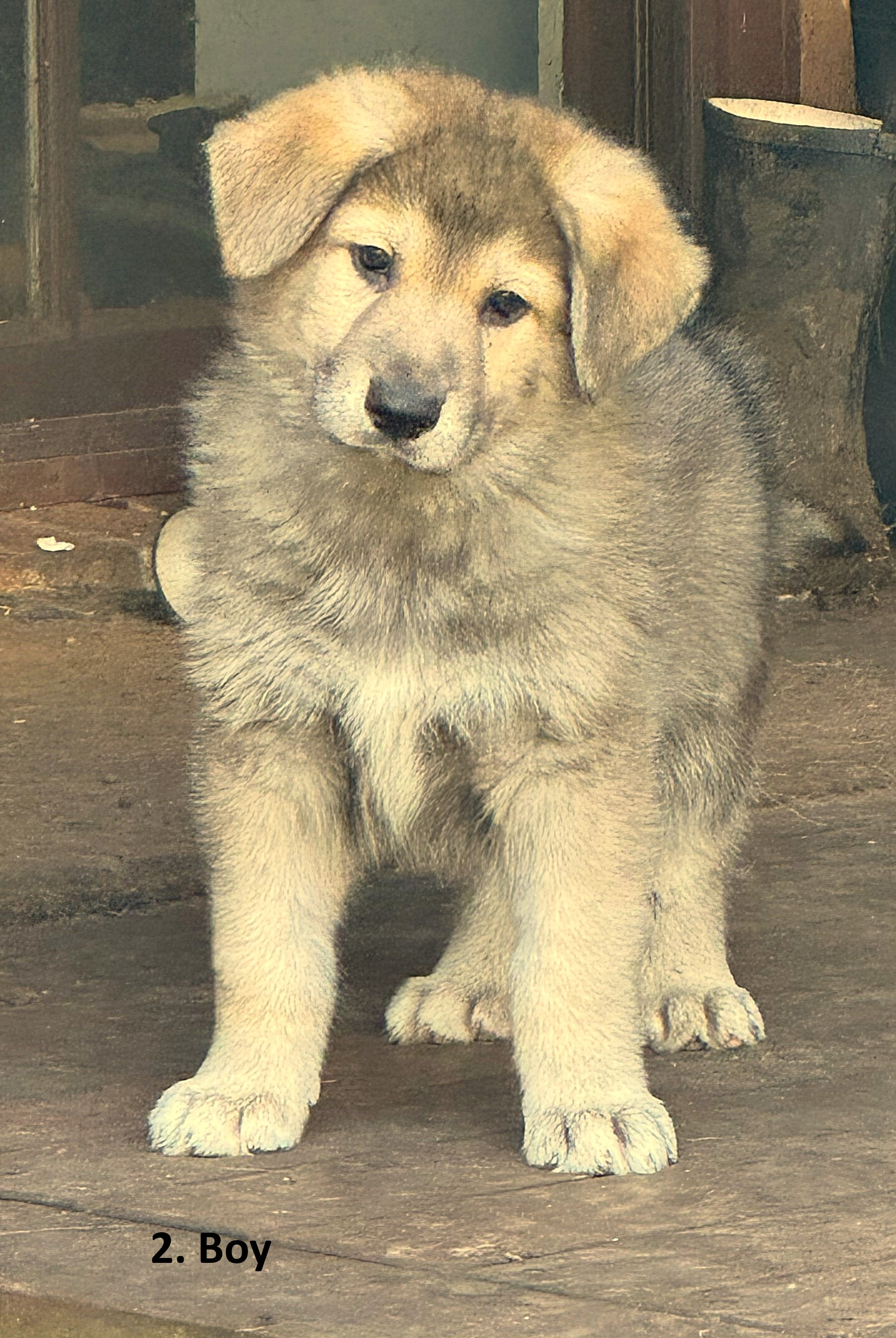 German Shepherd Puppies — photo 2