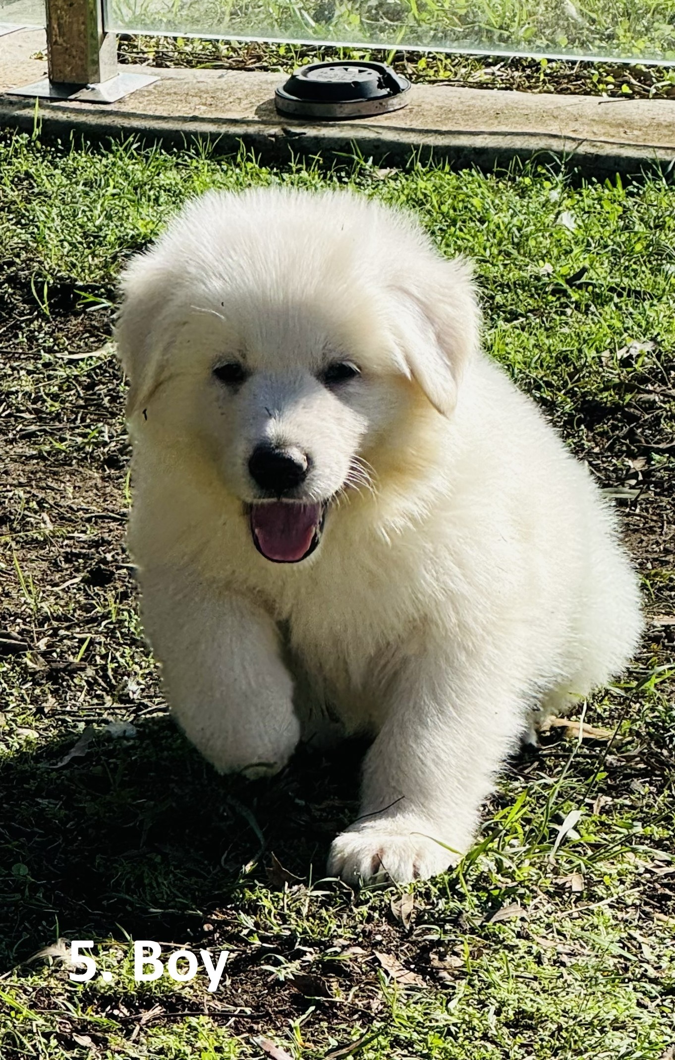 German Shepherd Puppies — photo 3