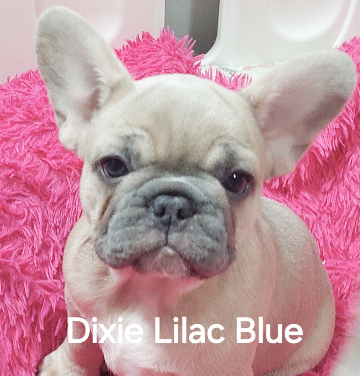🐾 EXCEPTIONAL FRENCH BULLDOG PUPPIES AVAILABLE 🐾 — photo 2