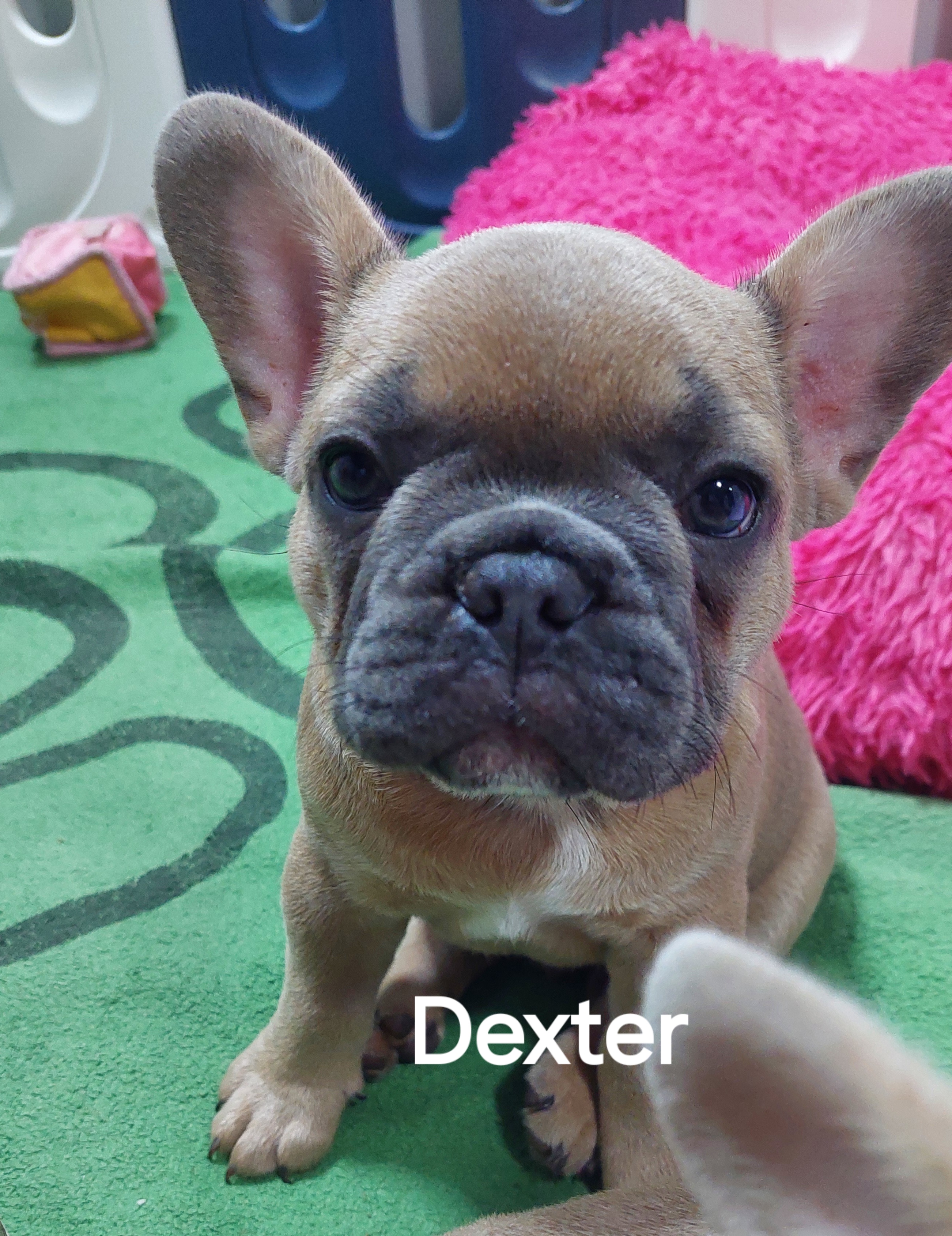 🐾 EXCEPTIONAL FRENCH BULLDOG PUPPIES AVAILABLE 🐾 — photo 7
