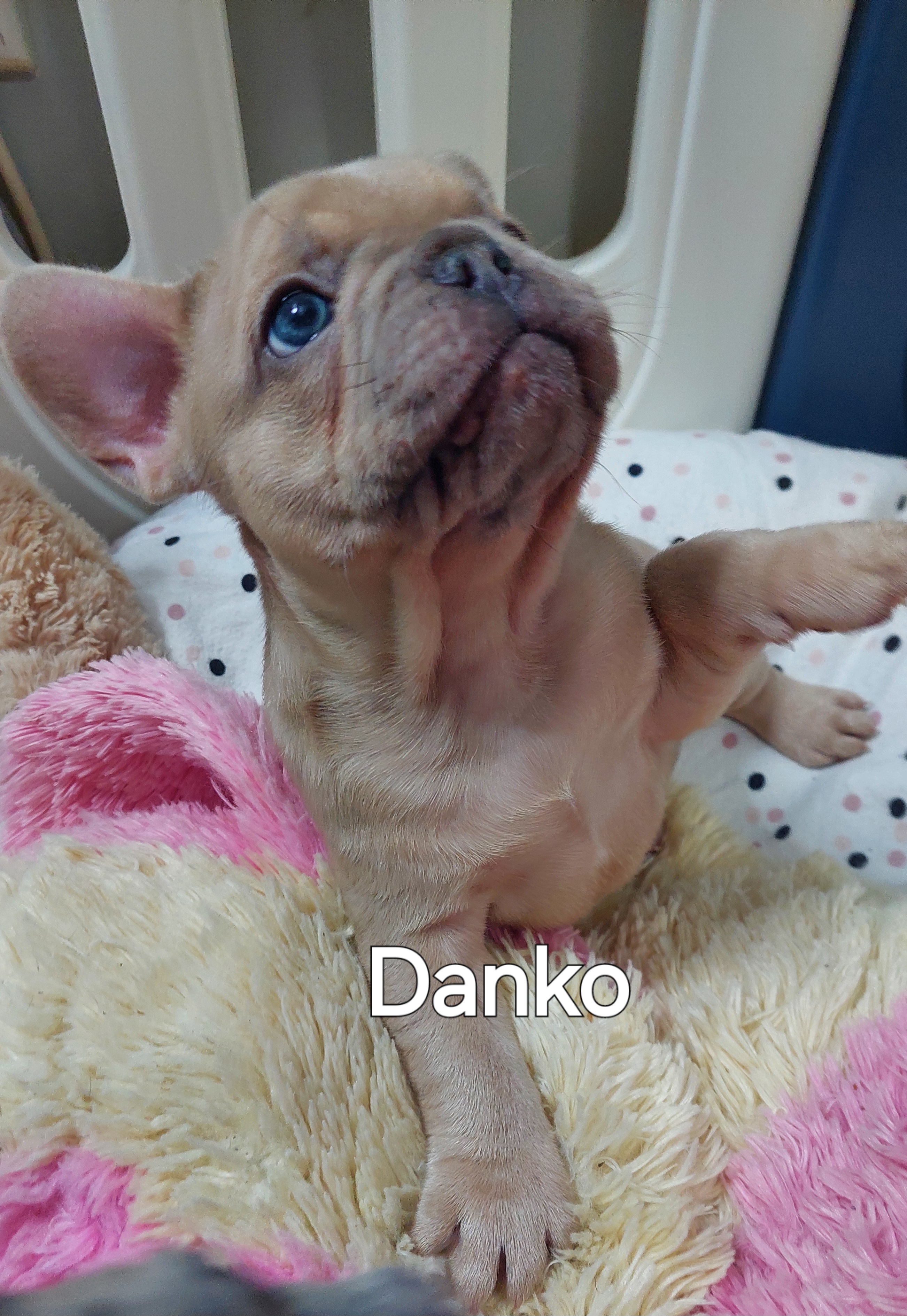 🐾 EXCEPTIONAL FRENCH BULLDOG PUPPIES AVAILABLE 🐾 — photo 4