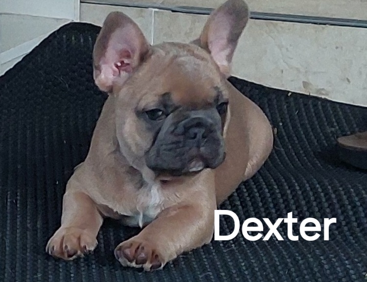 🐾 EXCEPTIONAL FRENCH BULLDOG PUPPIES AVAILABLE 🐾