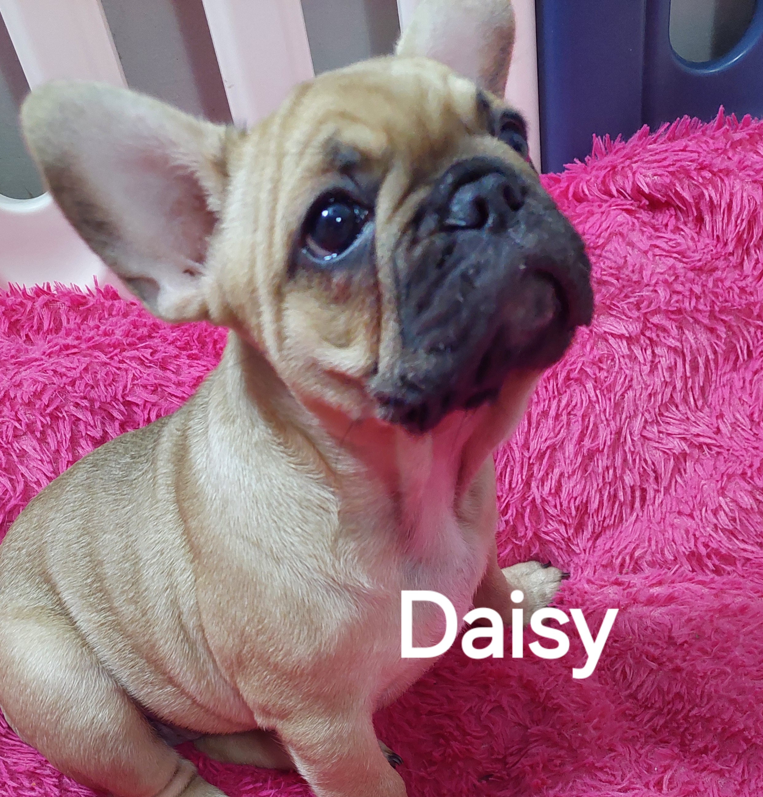 🐾 EXCEPTIONAL FRENCH BULLDOG PUPPIES AVAILABLE 🐾 — photo 5
