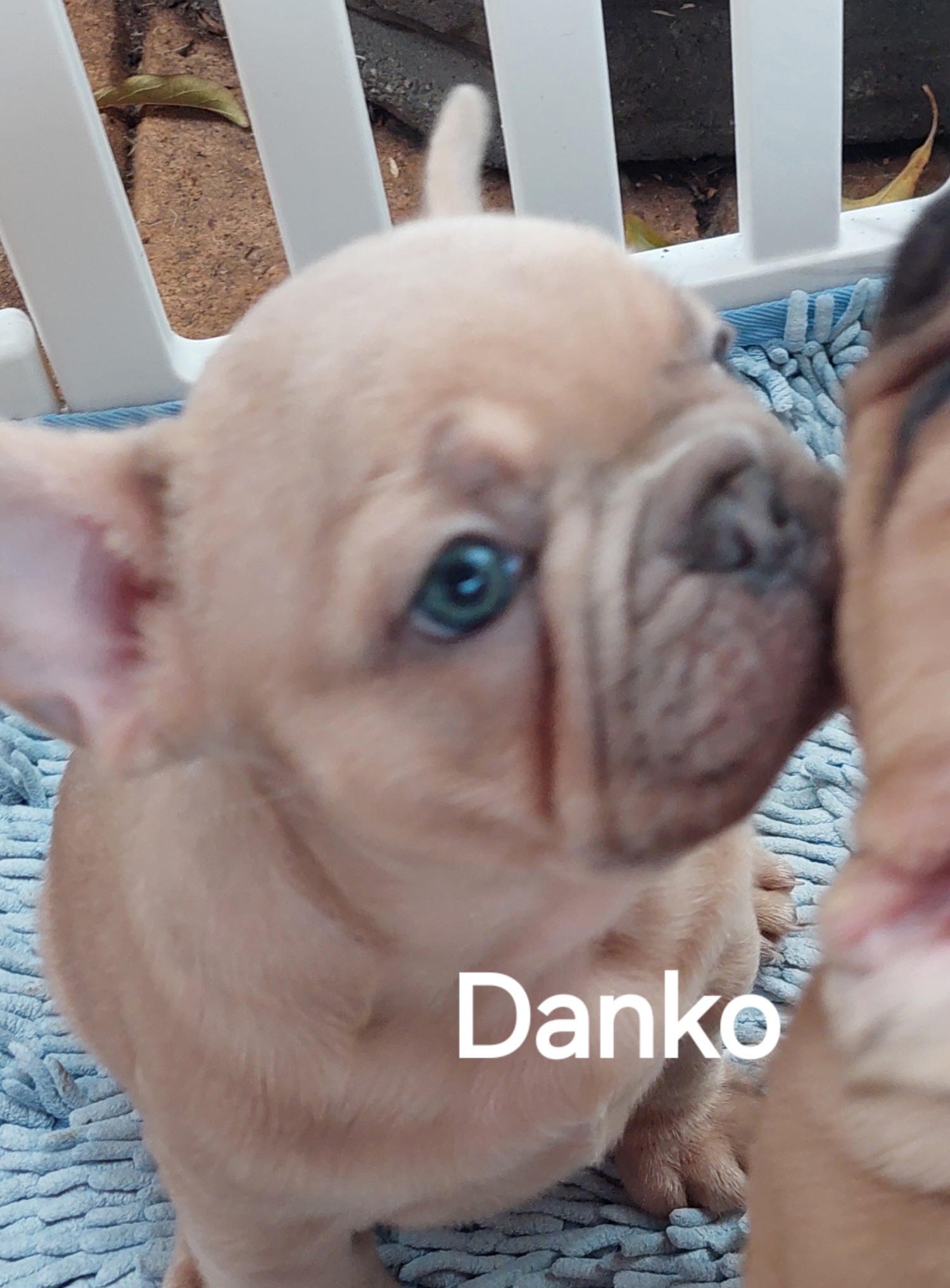 🐾 EXCEPTIONAL FRENCH BULLDOG PUPPIES AVAILABLE 🐾 — photo 3