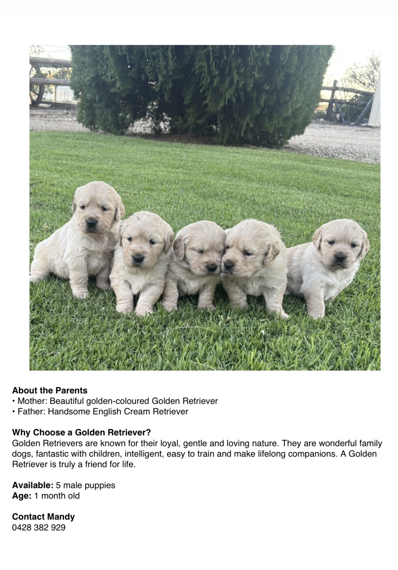 Beautiful Puppies for sale