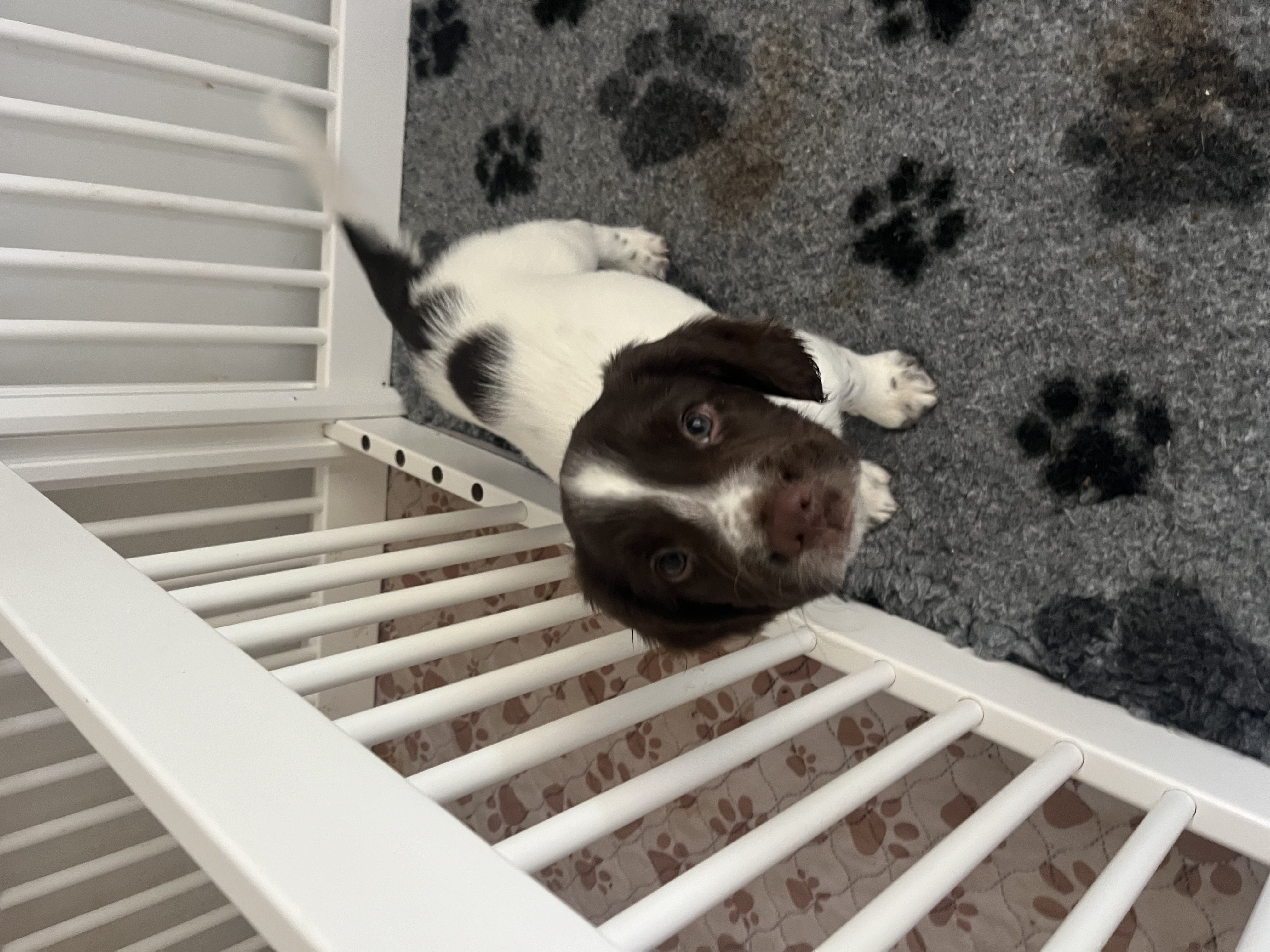 English Springer Spaniel — photo 1