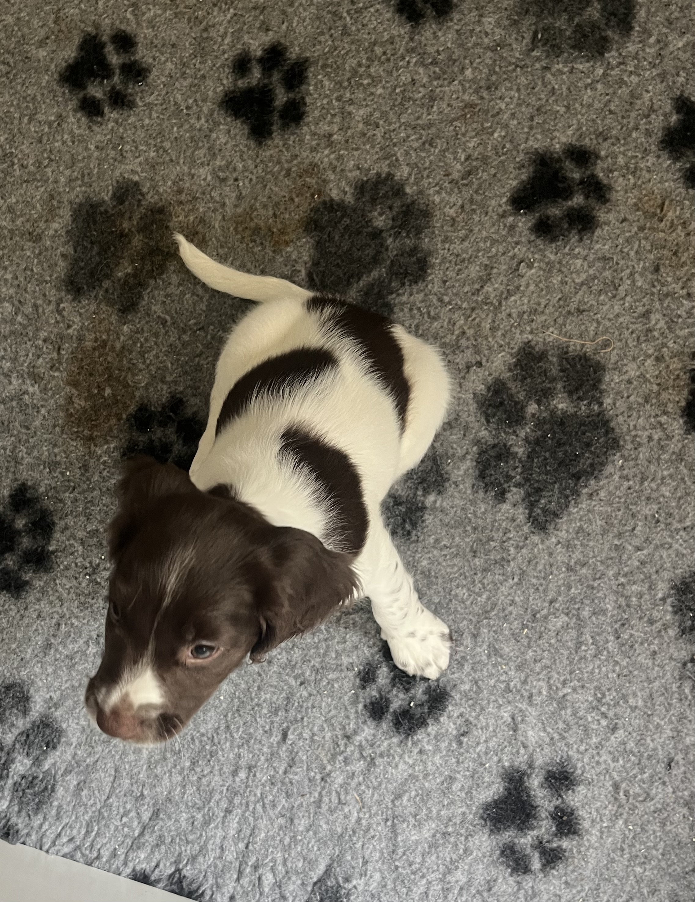 English Springer Spaniel — photo 2