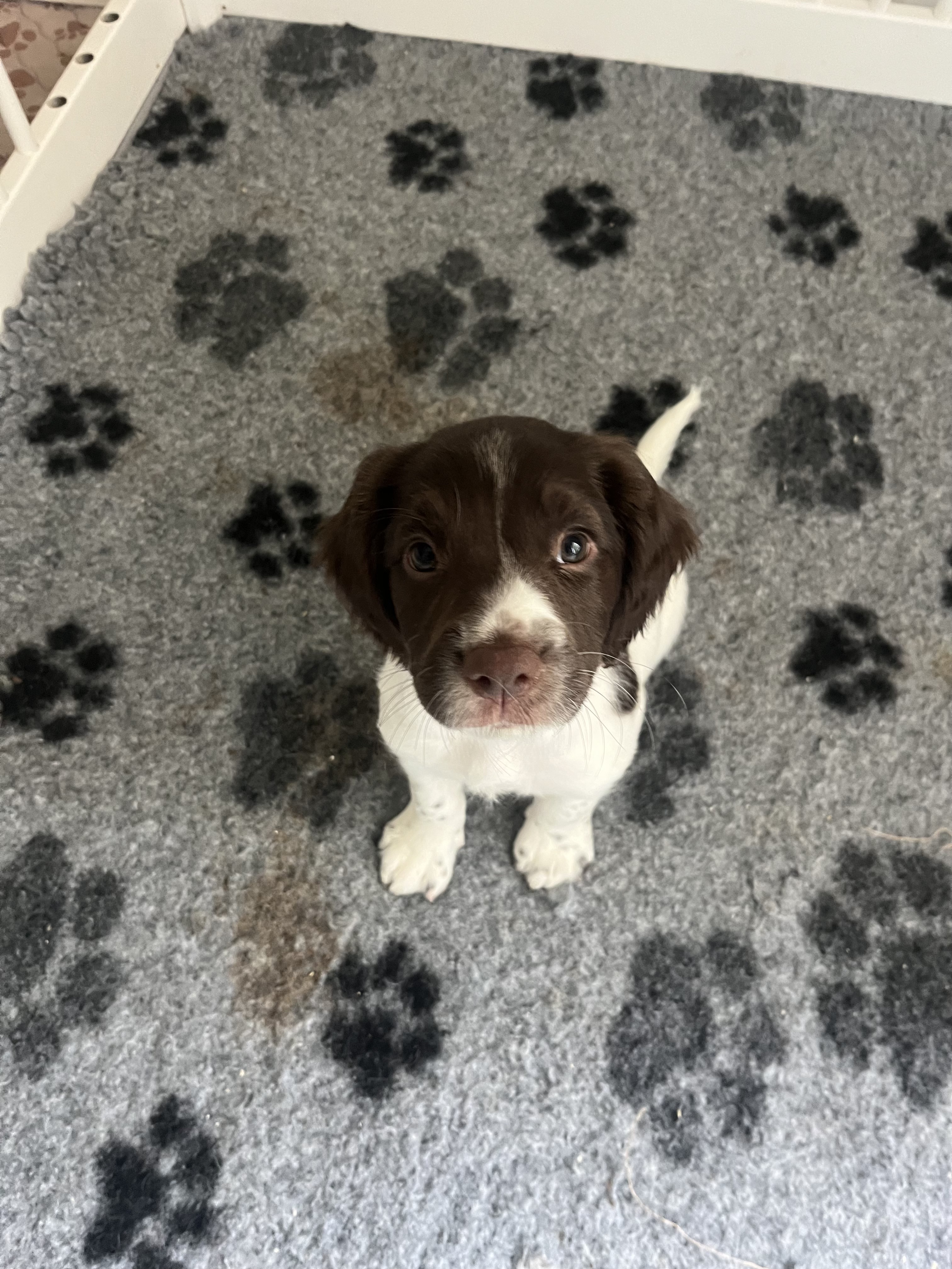 English Springer Spaniel — photo 3