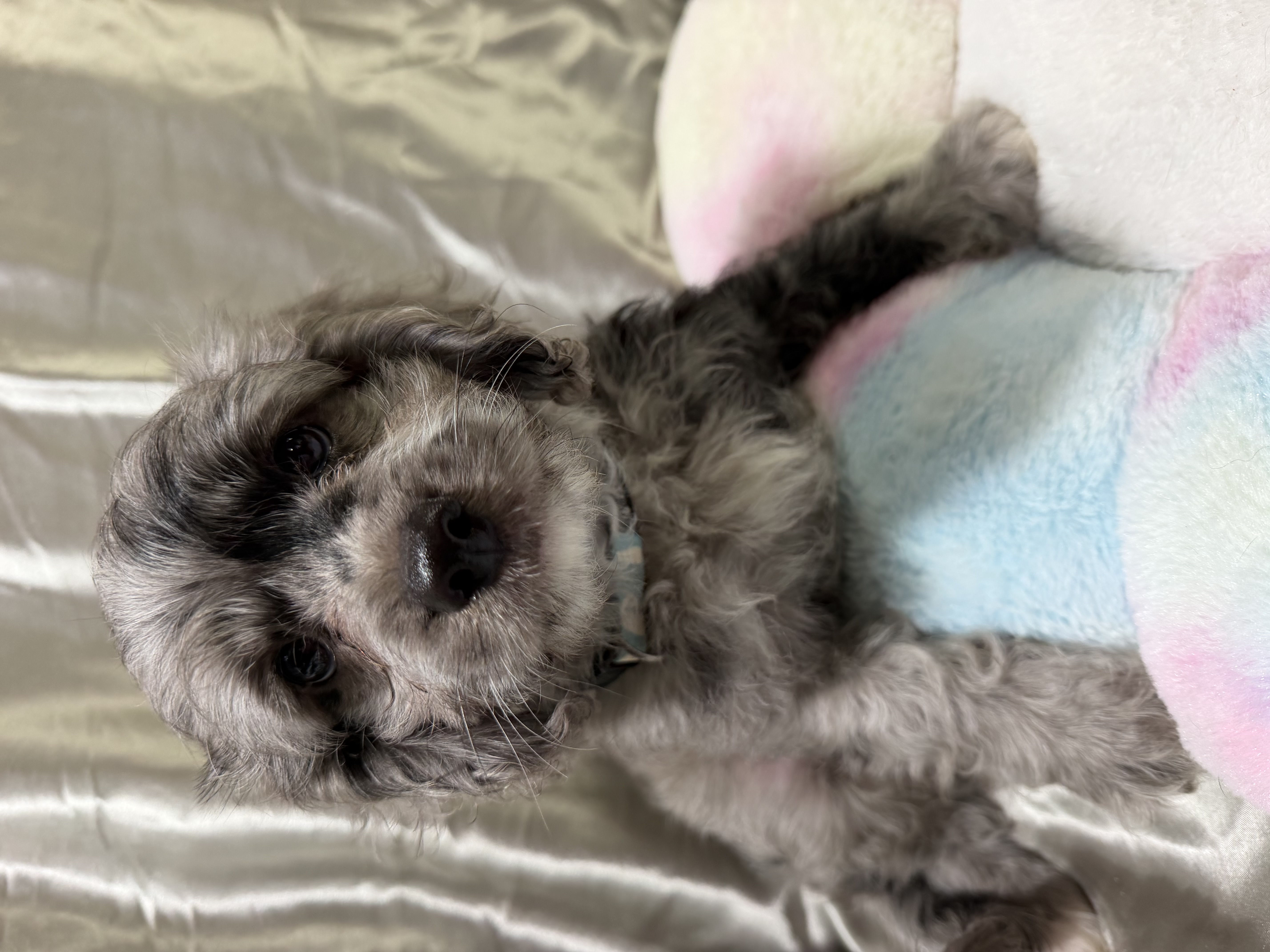 MINI CAVOODLE PUPPIES — photo 2
