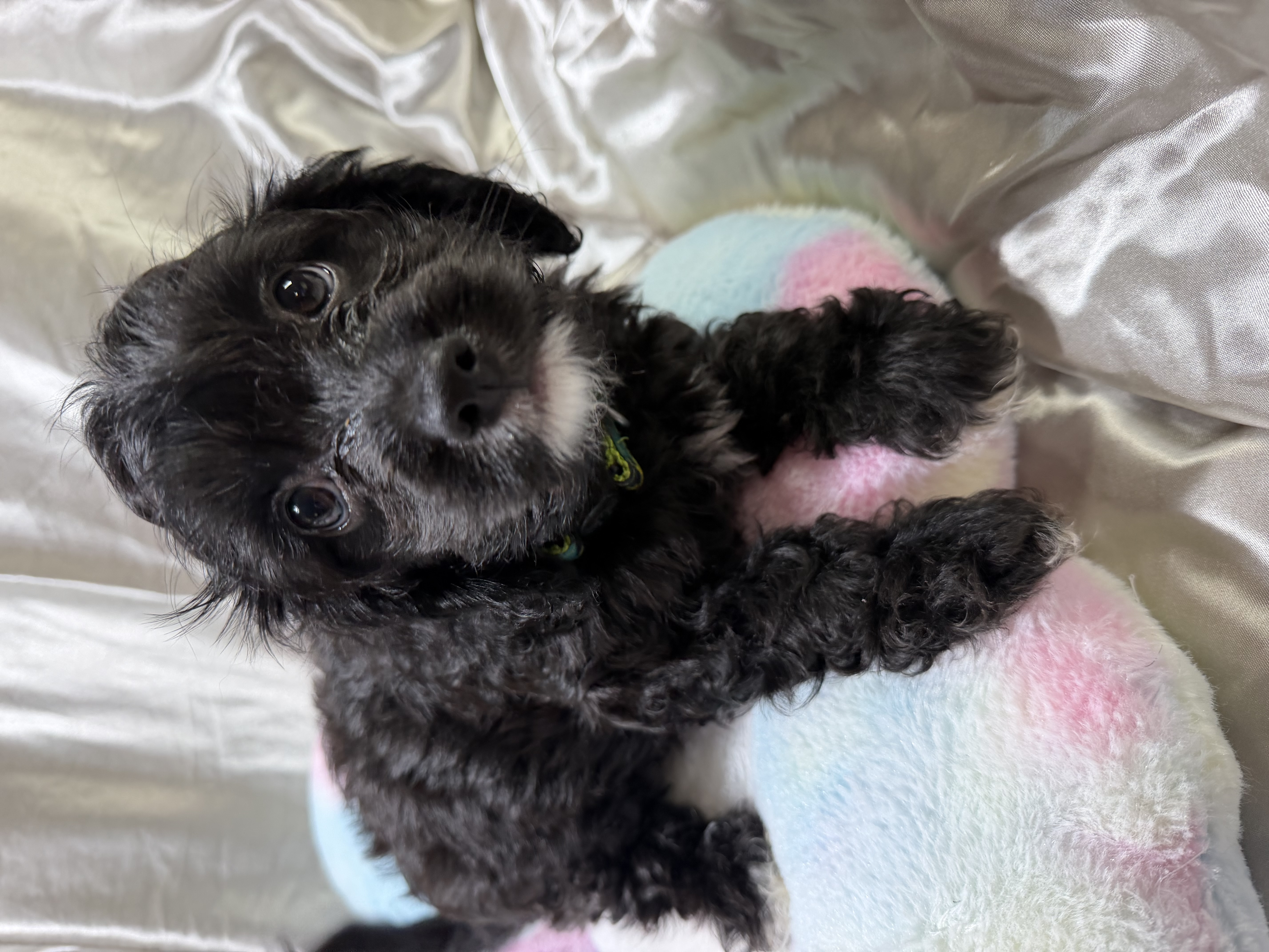 MINI CAVOODLE PUPPIES — photo 4