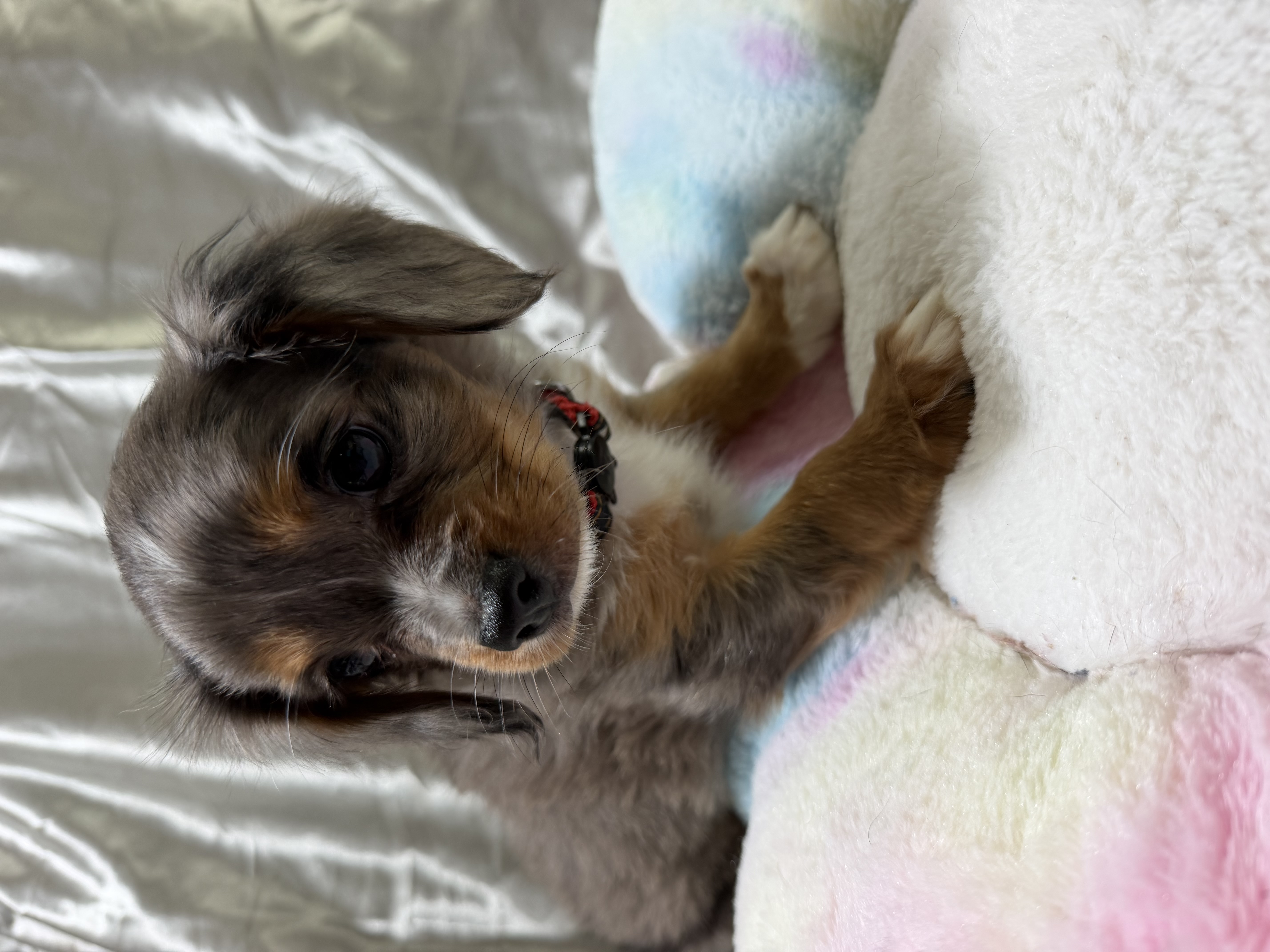 MINI CAVOODLE PUPPIES — photo 3