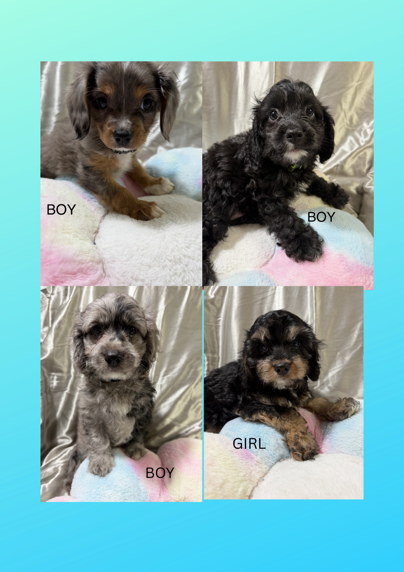 MINI CAVOODLE PUPPIES