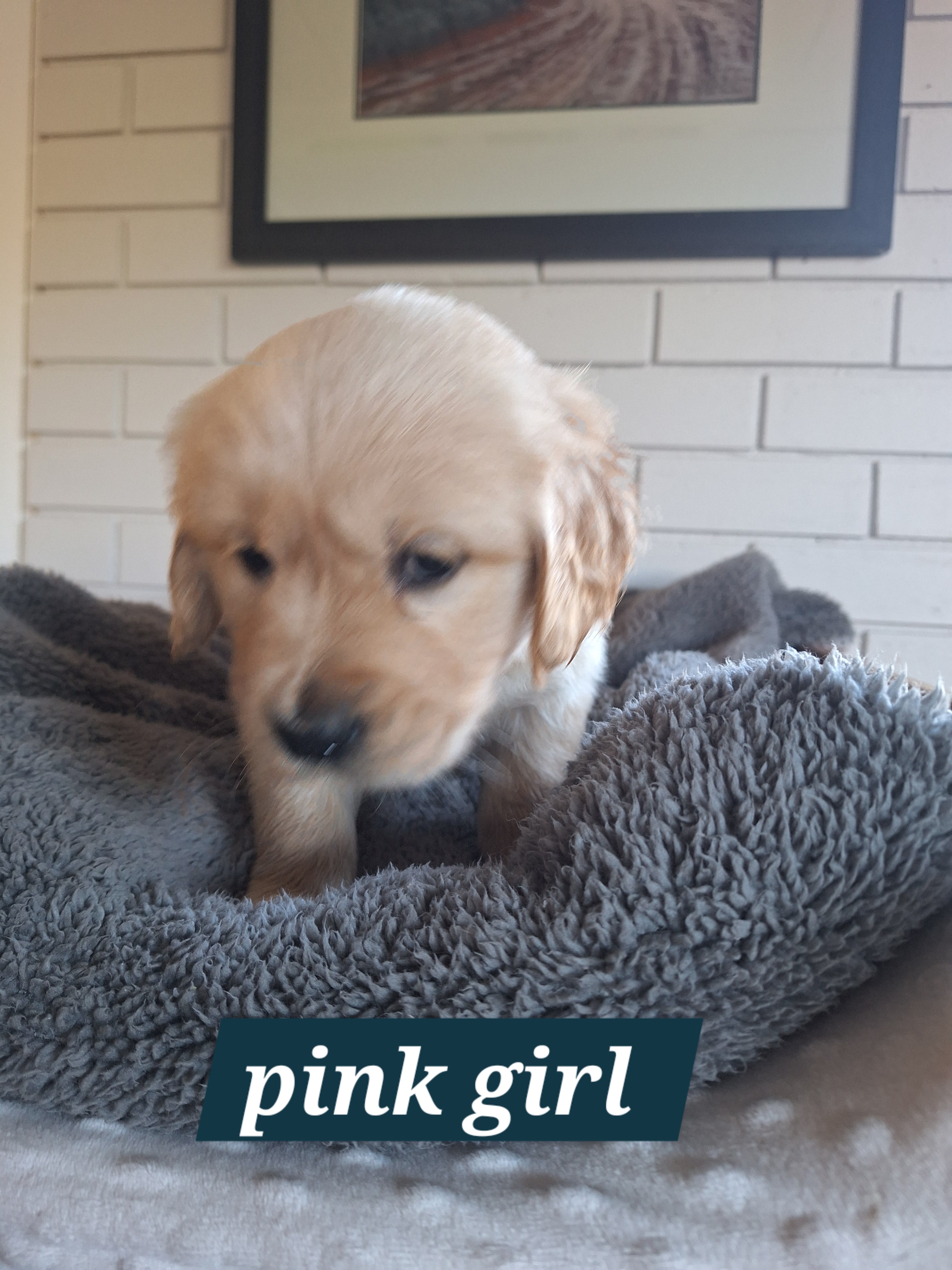 Pure-bred Golden Retriever puppies for sale — photo 2