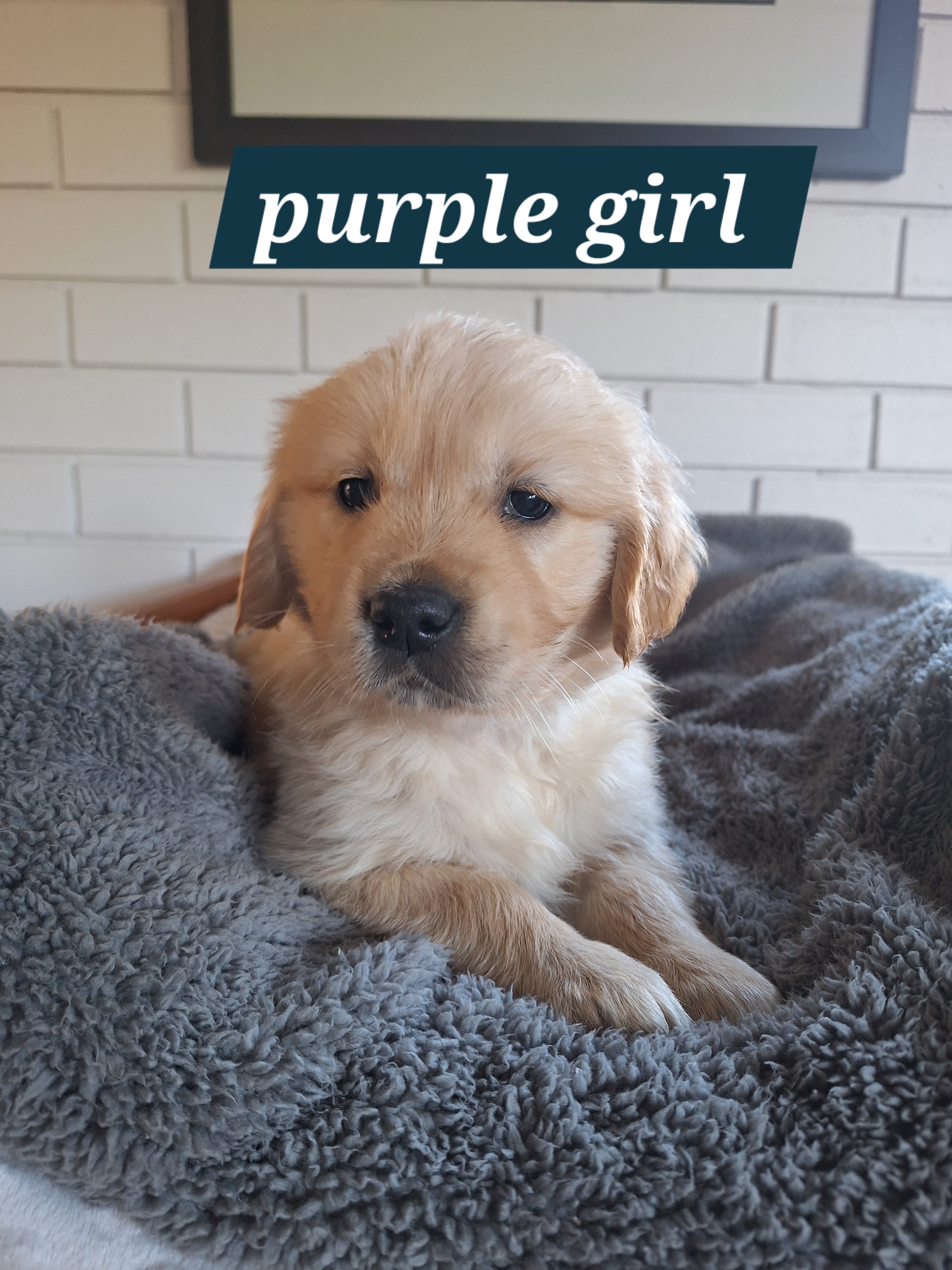 Pure-bred Golden Retriever puppies for sale — photo 4
