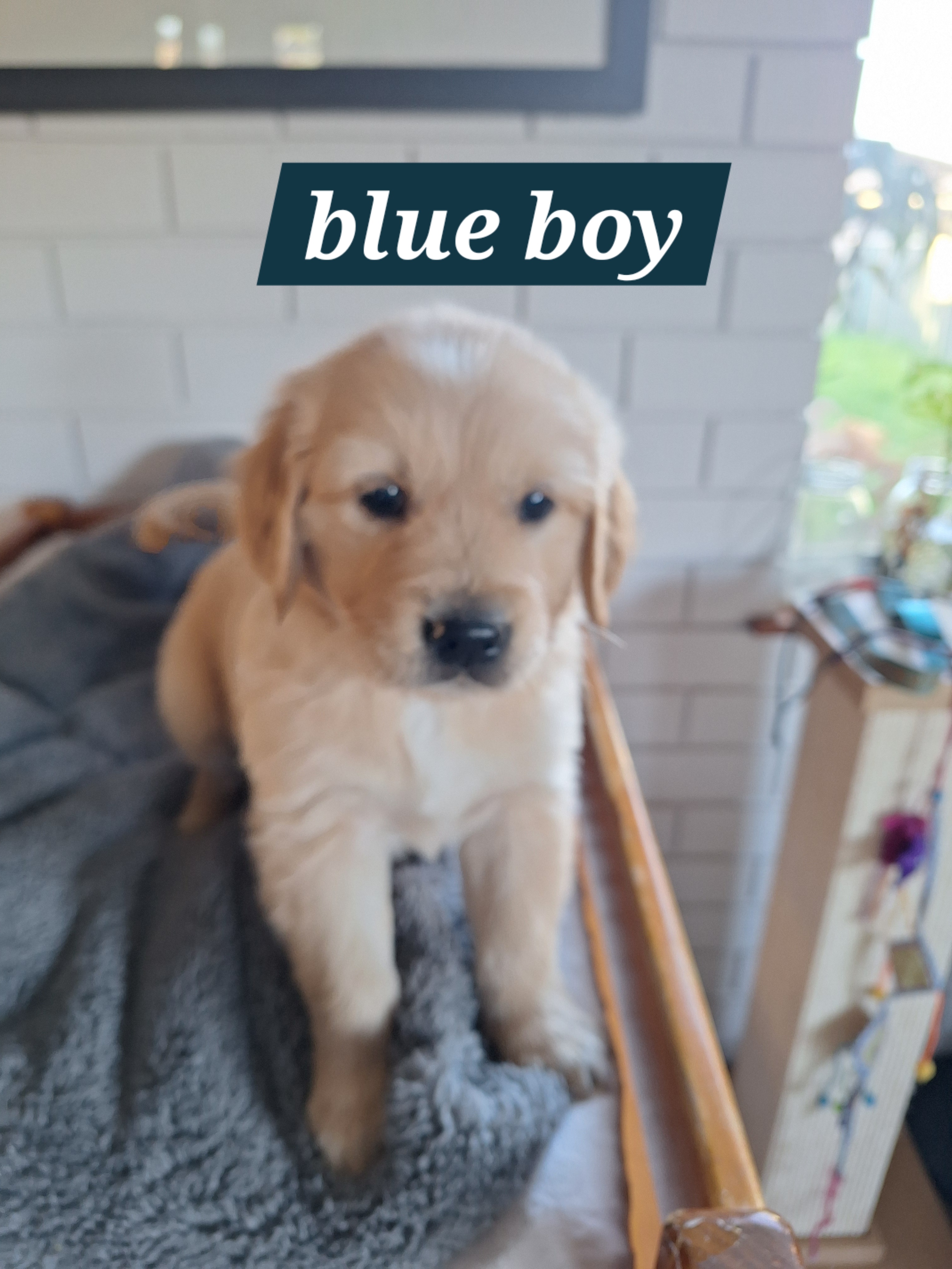 Pure-bred Golden Retriever puppies for sale