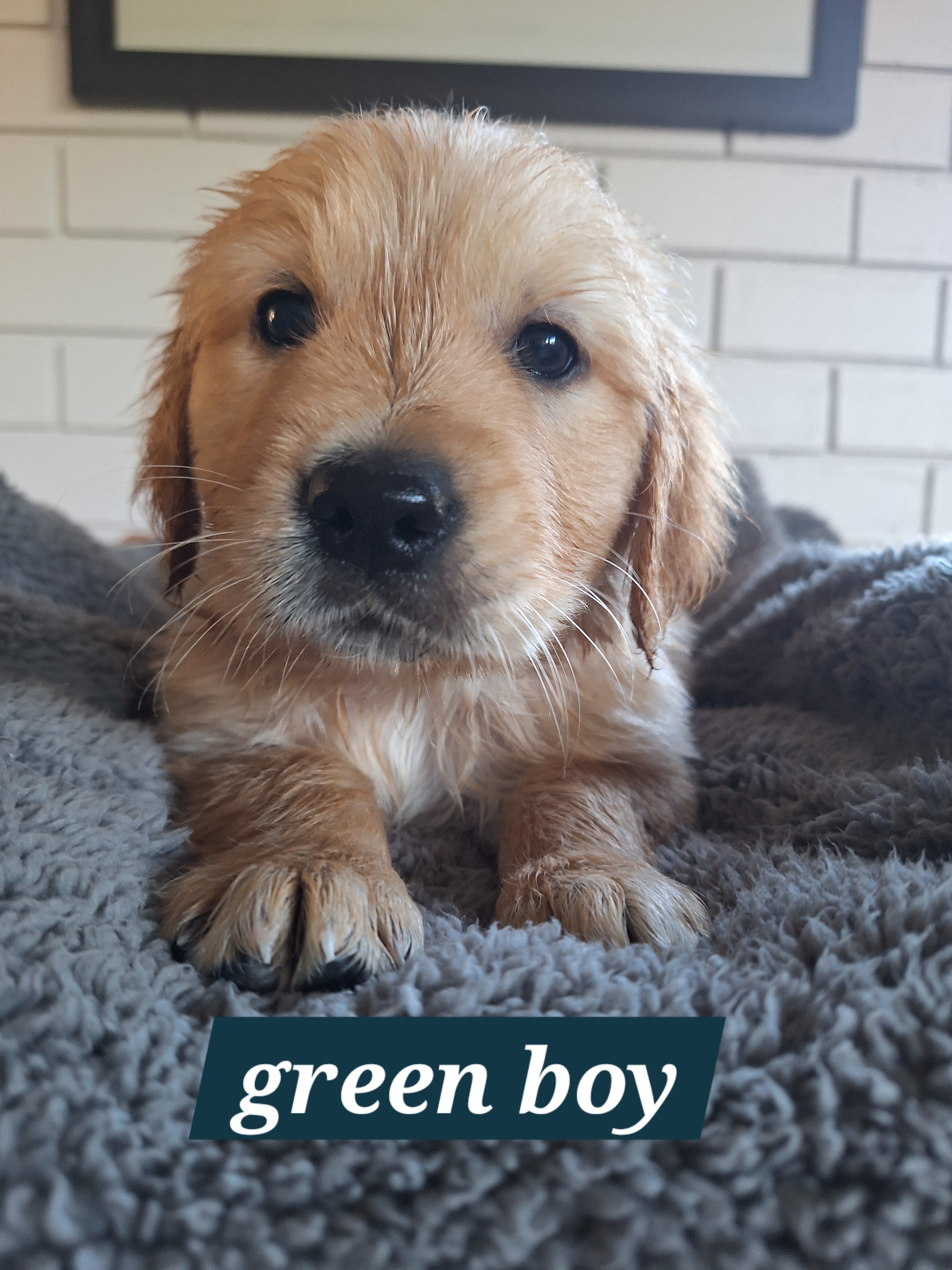 Pure-bred Golden Retriever puppies for sale — photo 5