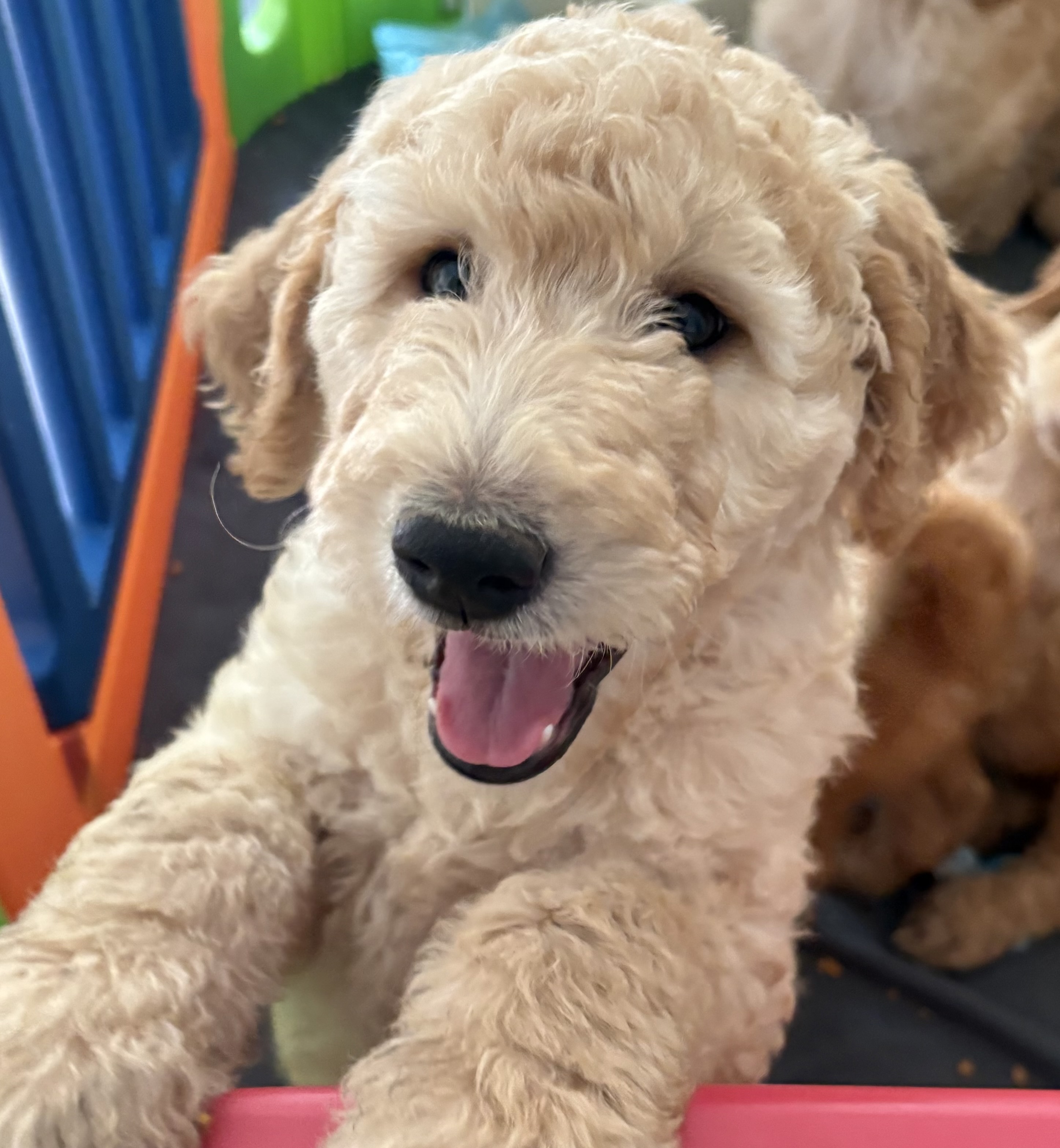 Gorgeous Groodle Puppies