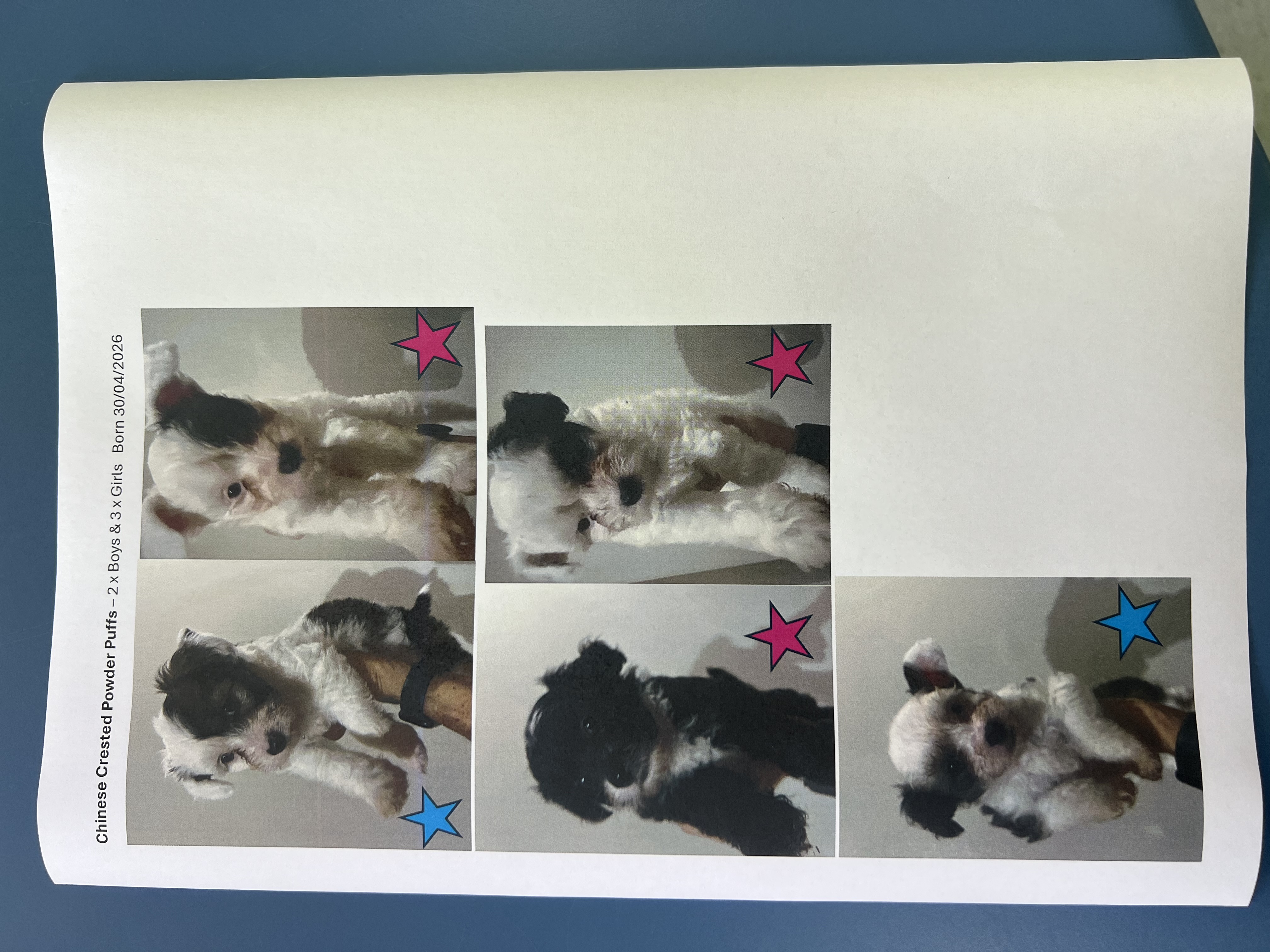 Chinese crested PP puppies — photo 1