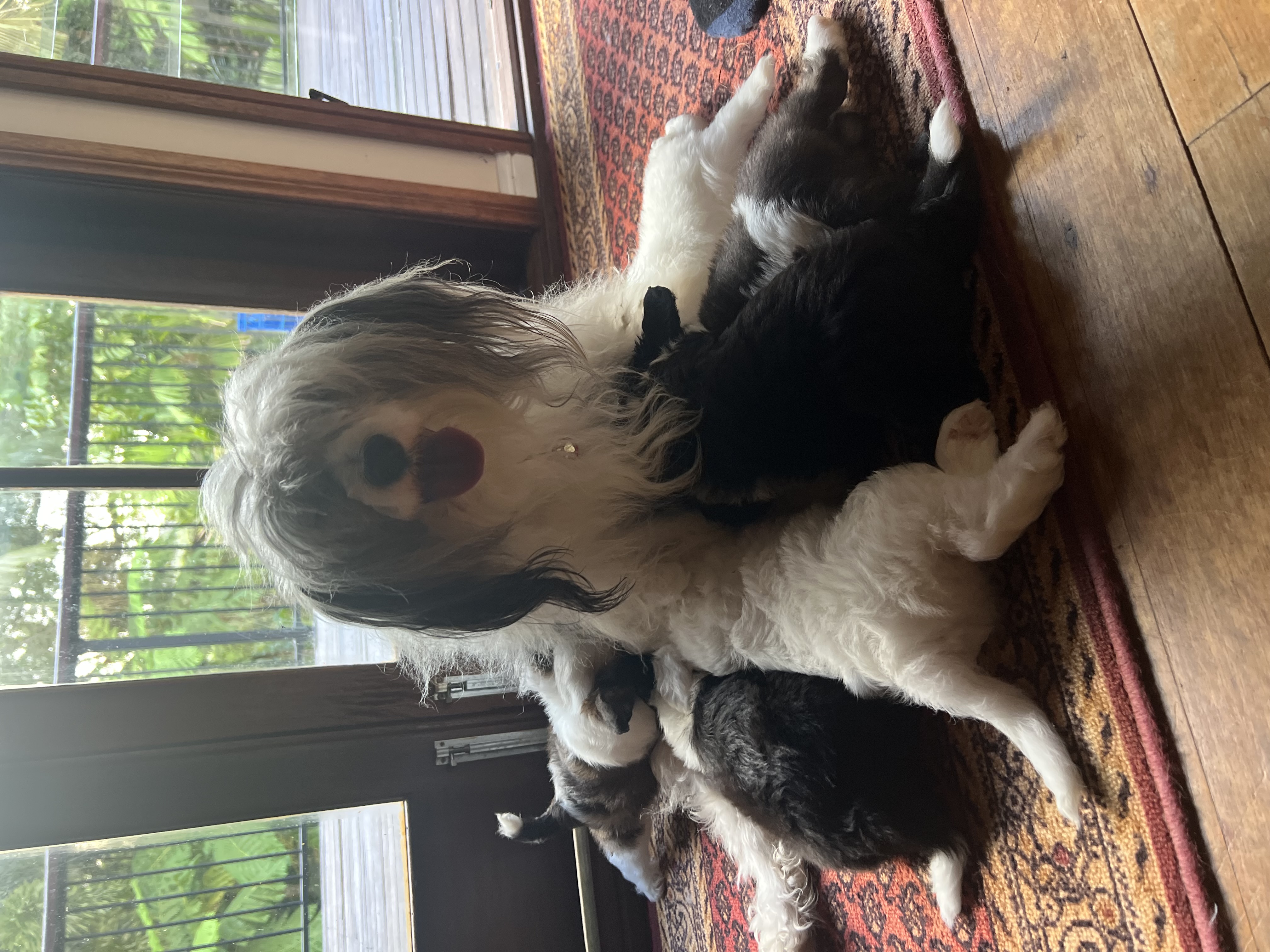 Chinese crested PP puppies — photo 2