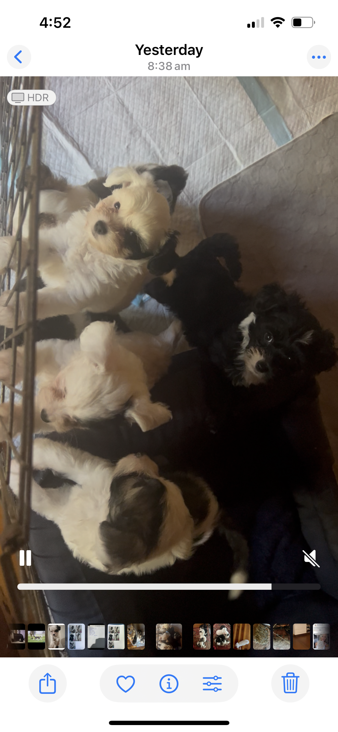 Chinese crested PP puppies — photo 3