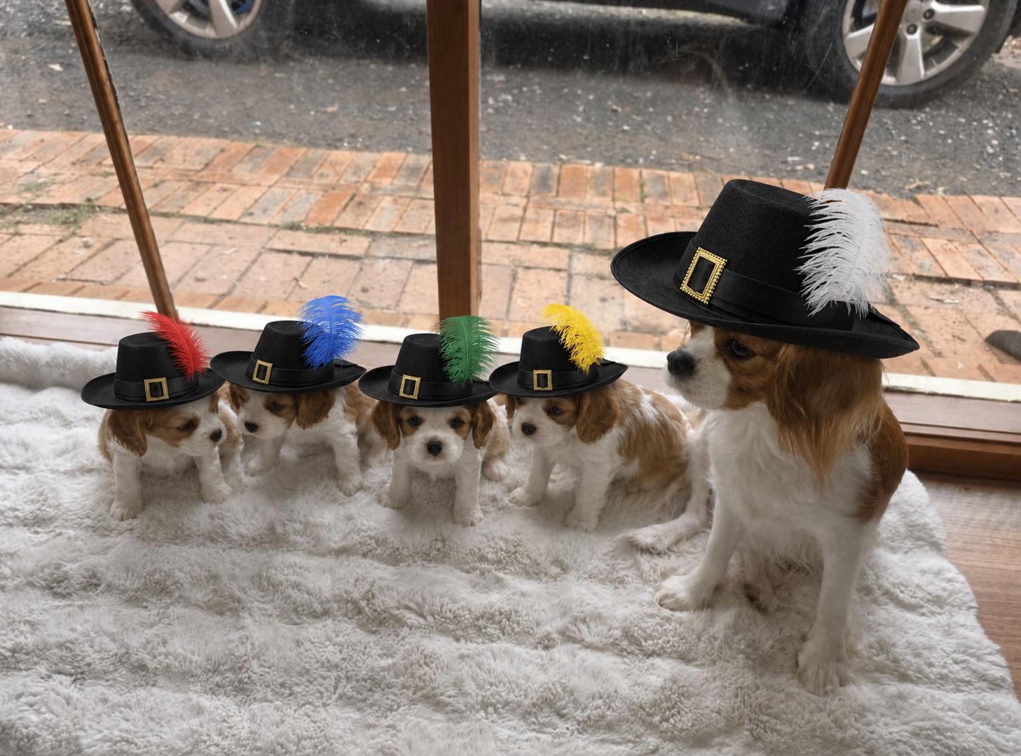 Cavalier King Charles Spaniel