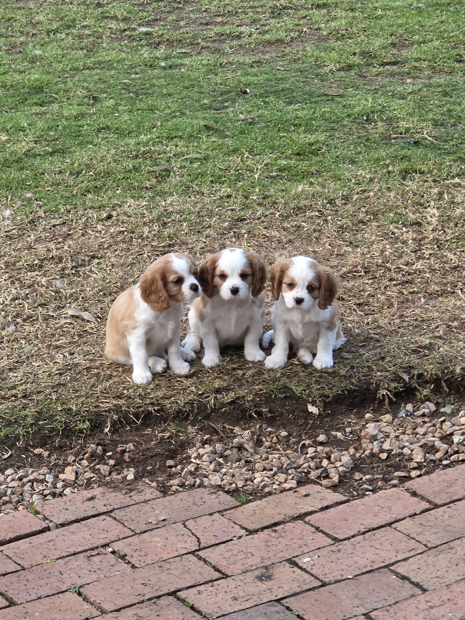Cavalier King Charles Spaniel — photo 4