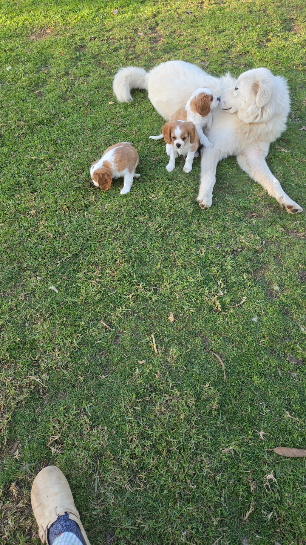 Cavalier King Charles Spaniel — photo 3