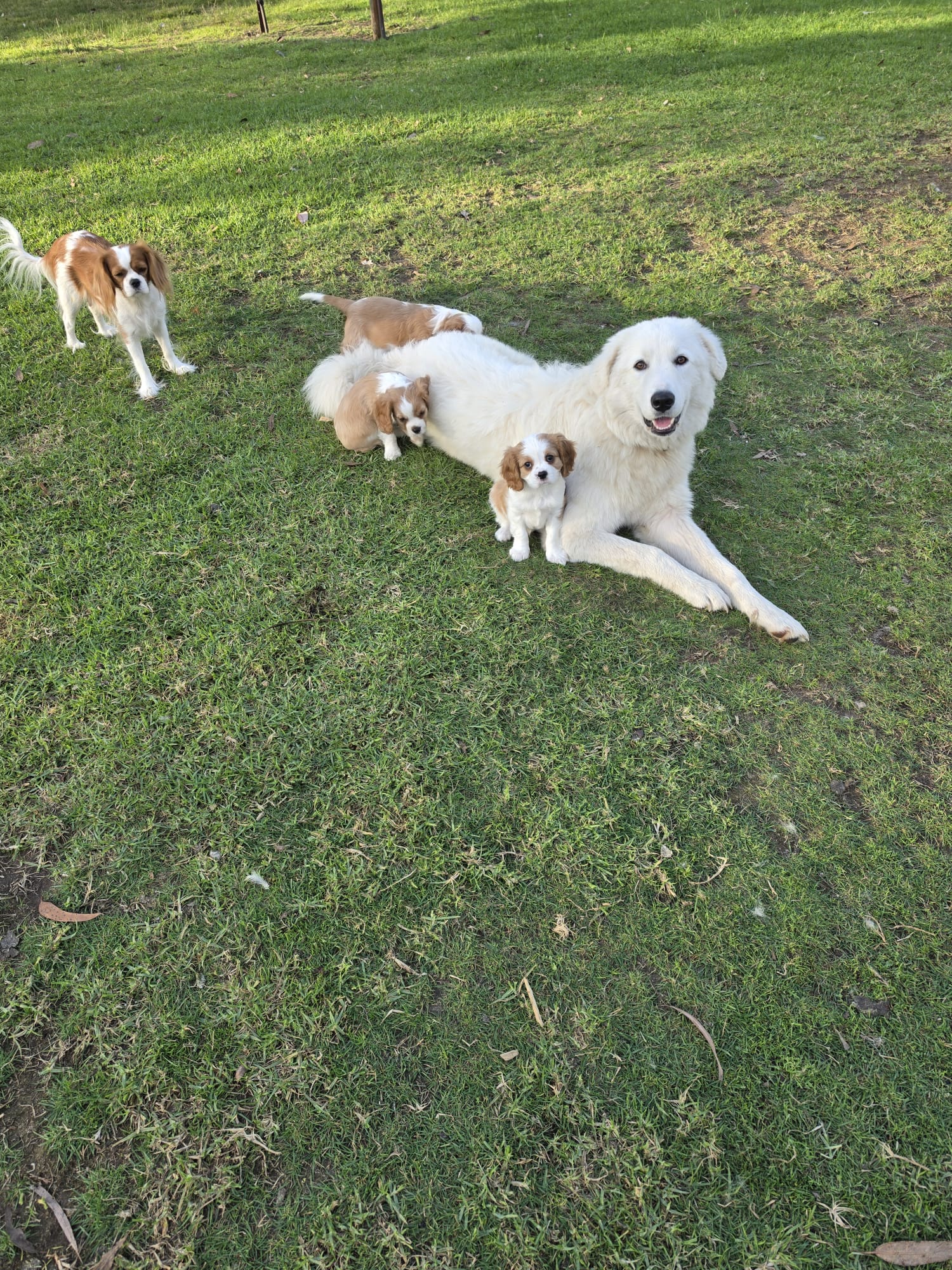 Cavalier King Charles Spaniel — photo 5